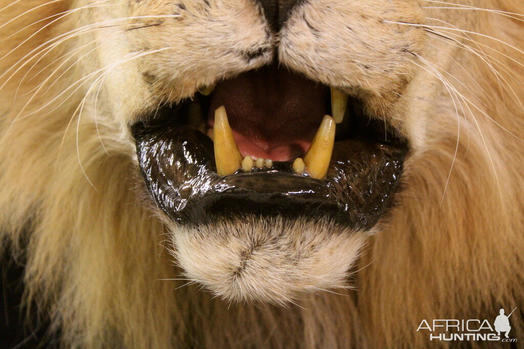 Old Mozambique Lion For Tim Herald Magnum TV Taxidermy