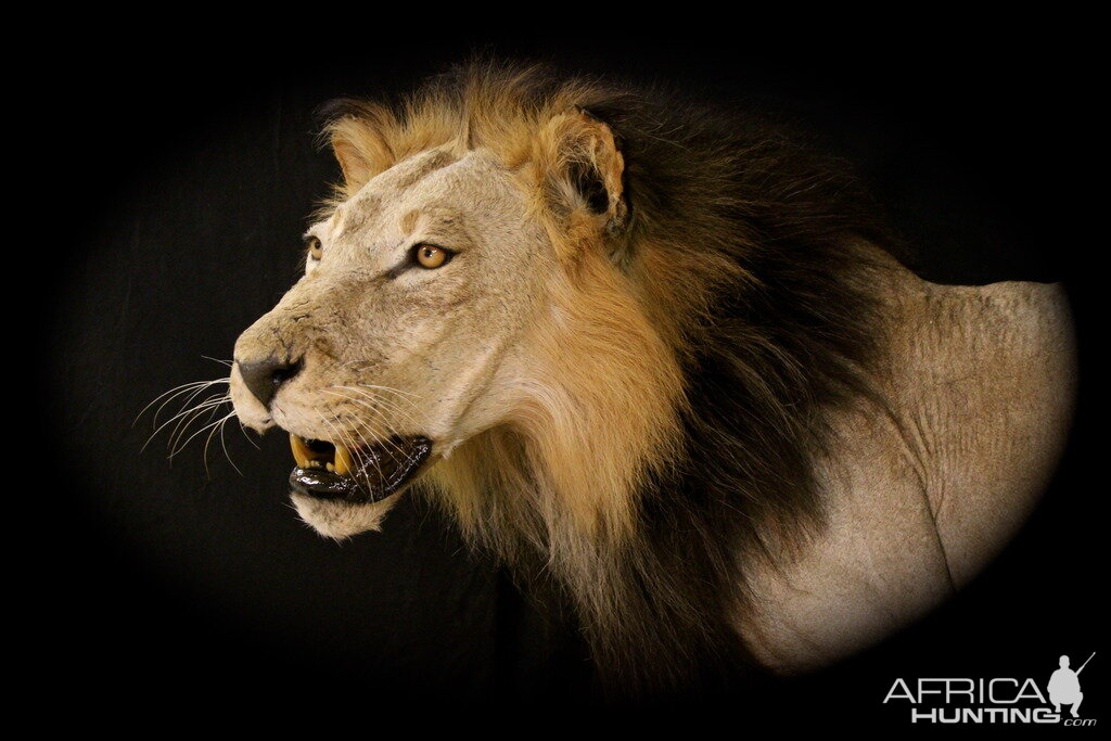 Old Mozambique Lion For Tim Herald Magnum TV Taxidermy