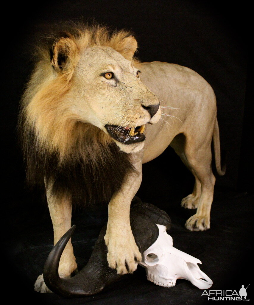 Old Mozambique Lion For Tim Herald Magnum TV Taxidermy