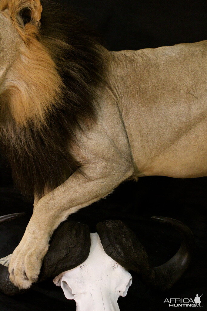 Old Mozambique Lion For Tim Herald Magnum TV Taxidermy