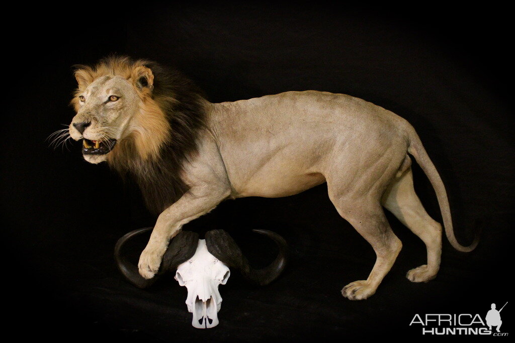 Old Mozambique Lion For Tim Herald Magnum TV Taxidermy