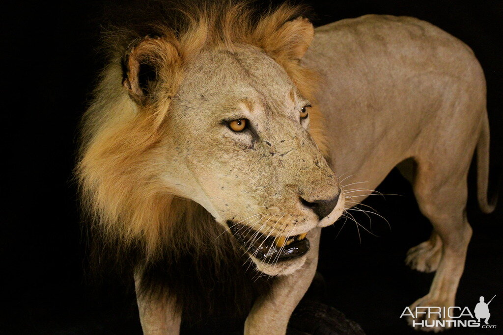 Old Mozambique Lion For Tim Herald Magnum TV Taxidermy