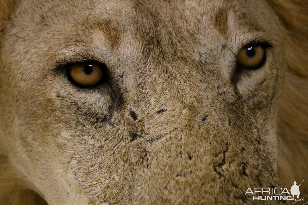 Old Mozambique Lion For Tim Herald Magnum TV Taxidermy