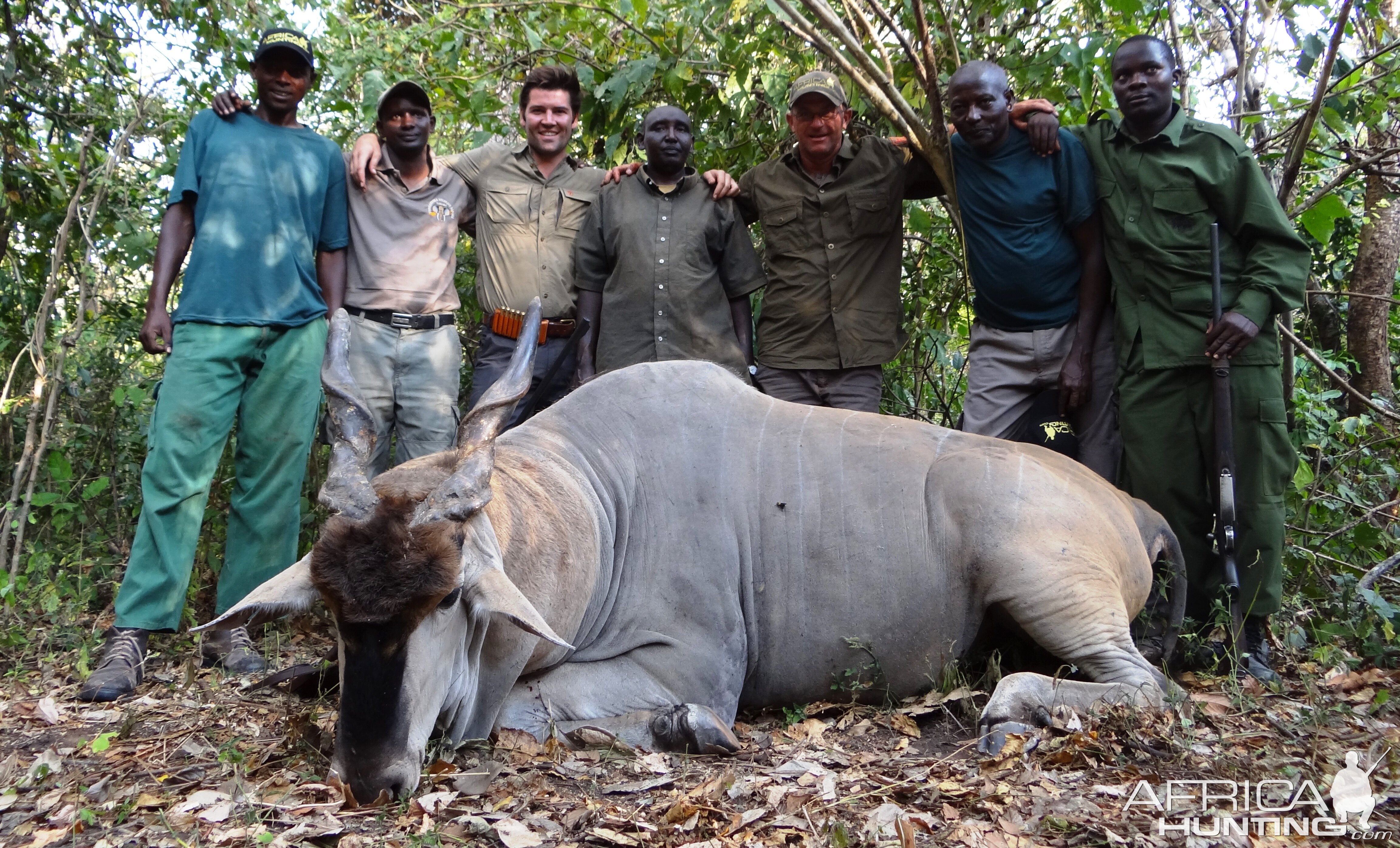 Old trophy East African Eland