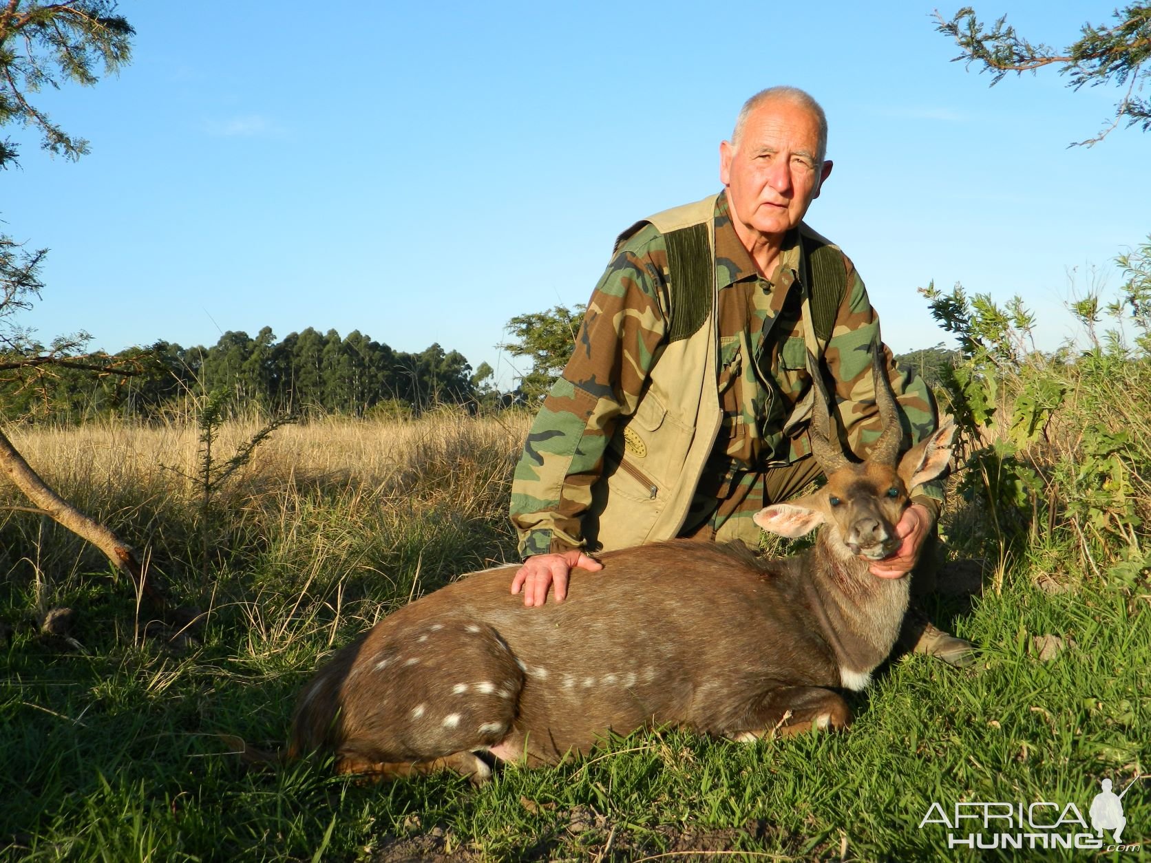 Old Warrior Cape Bushbuck