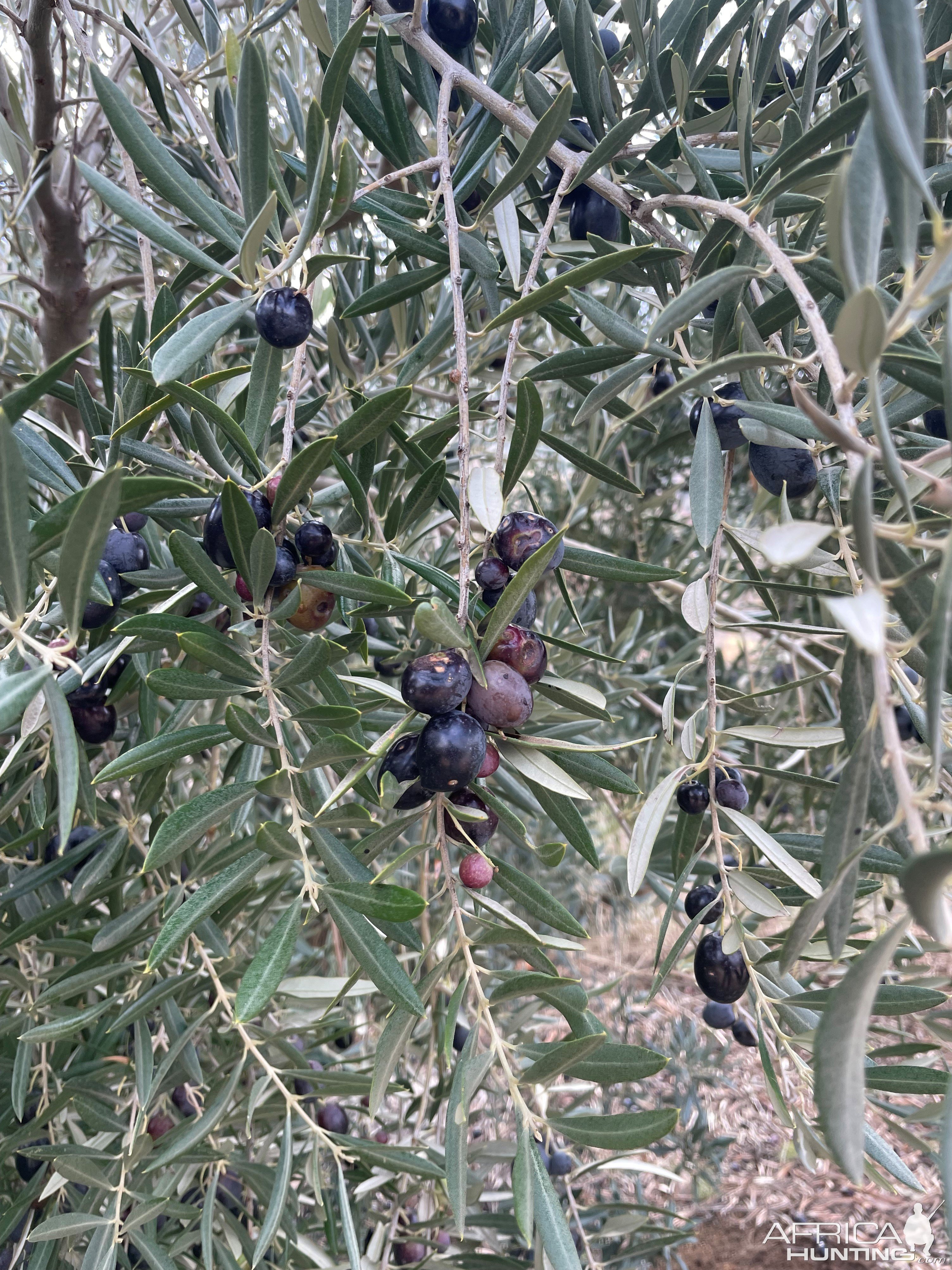 Olives Tree Spain