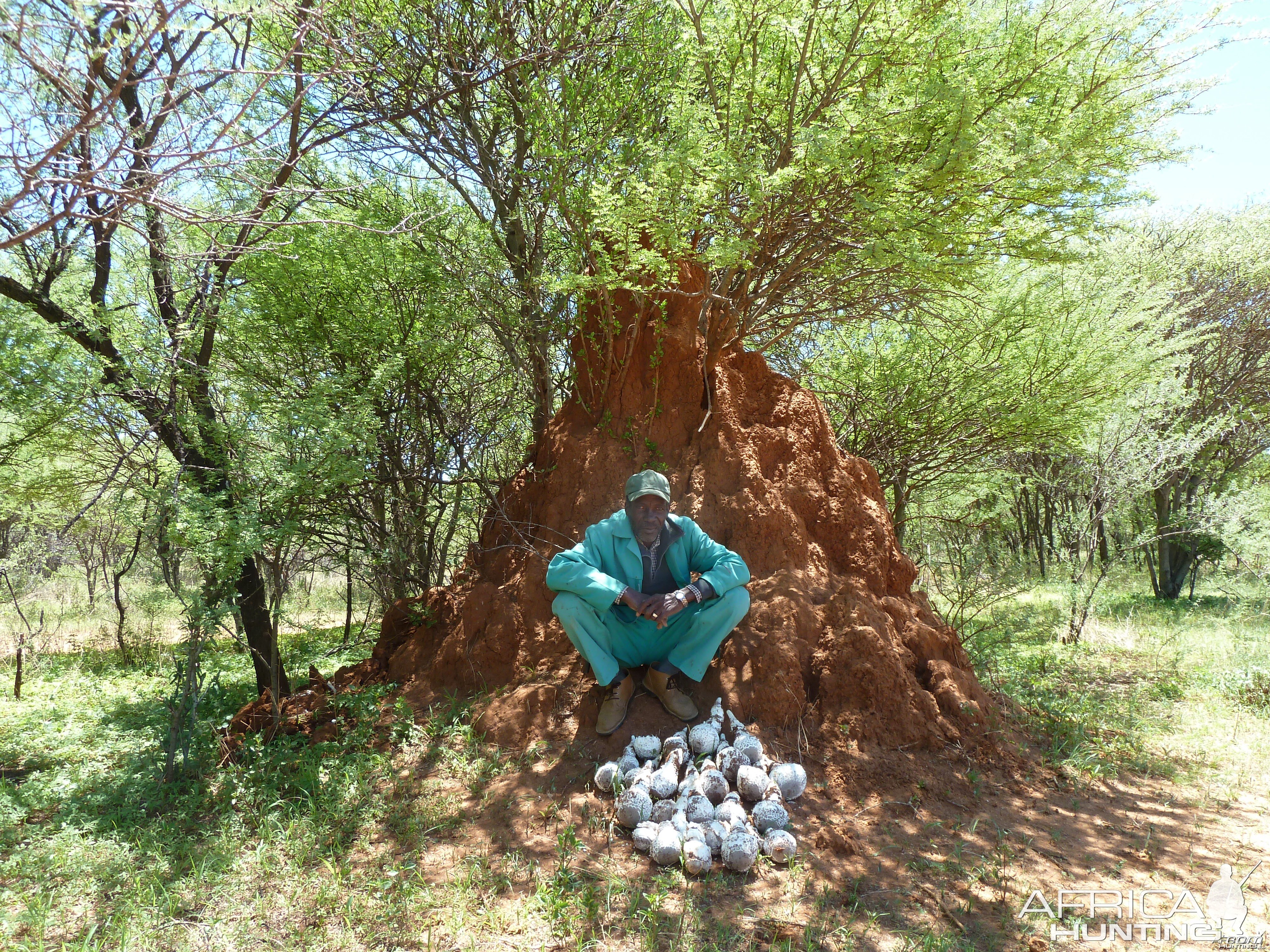 Omajowa termite hill mushrooms Namibia