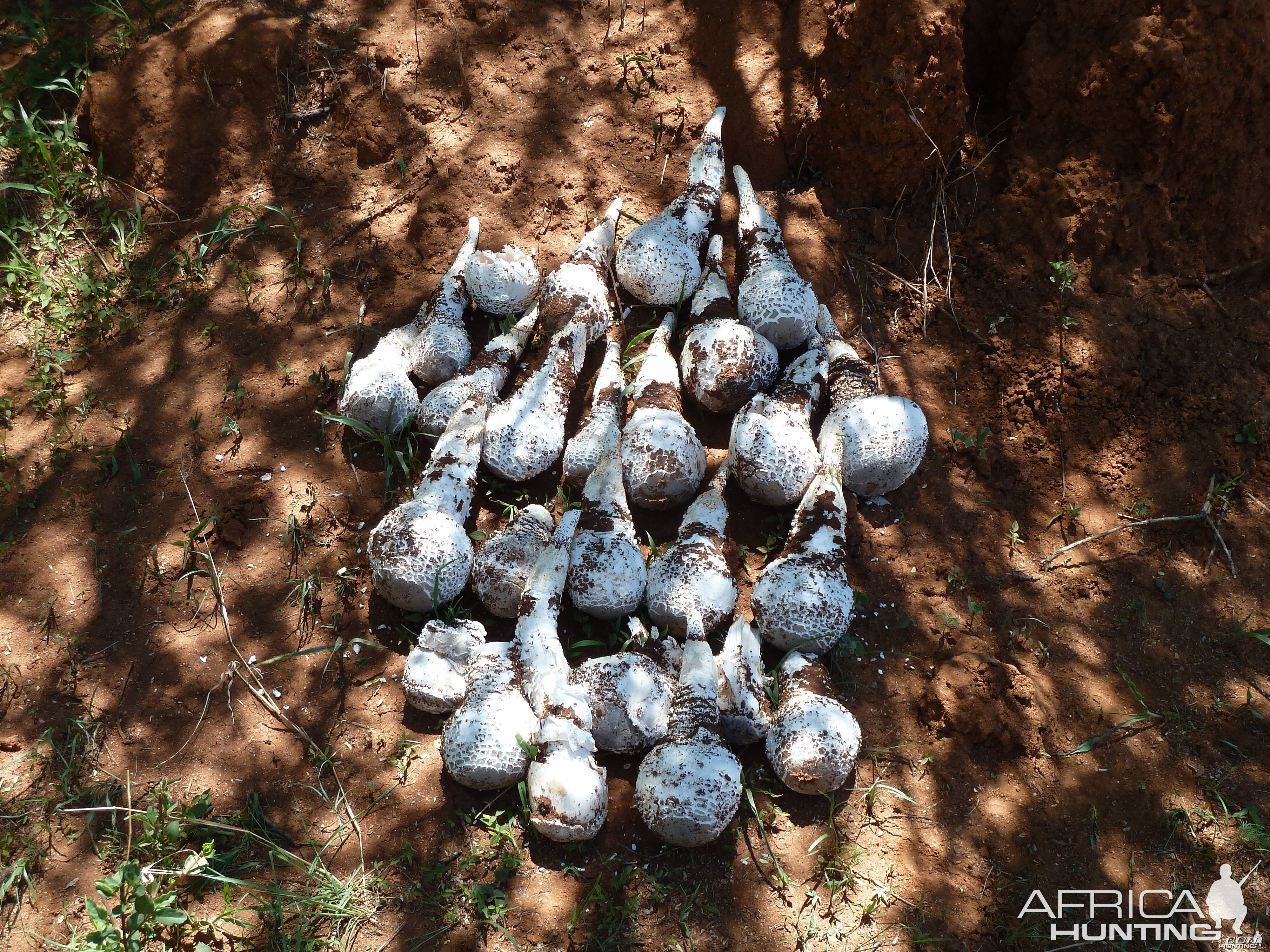 Omajowa termite hill mushrooms Namibia