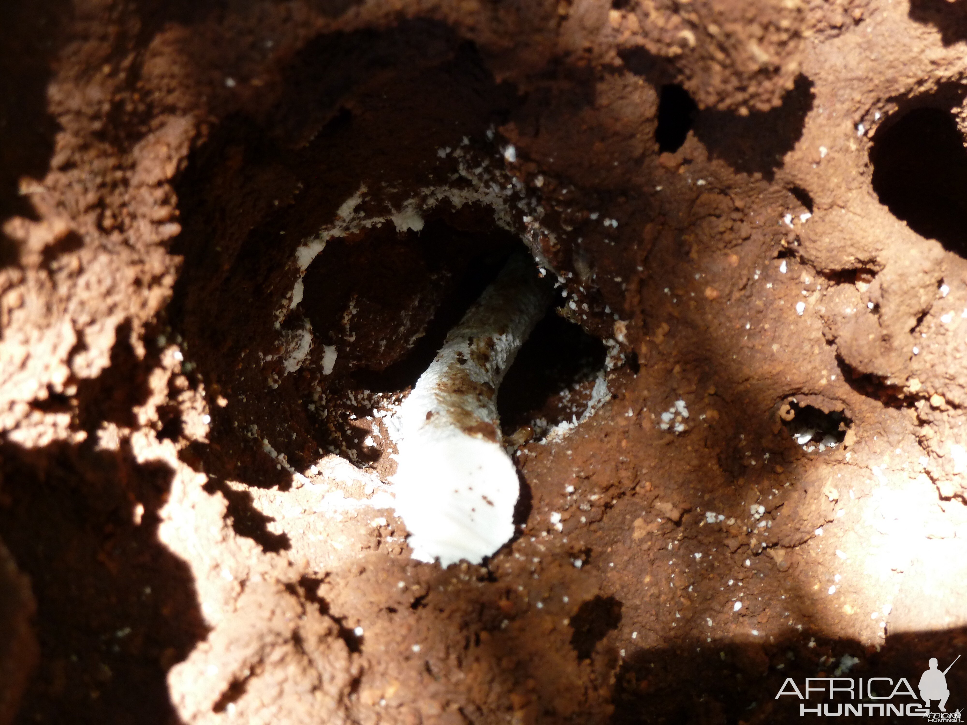 Omajowa termite hill mushrooms Namibia