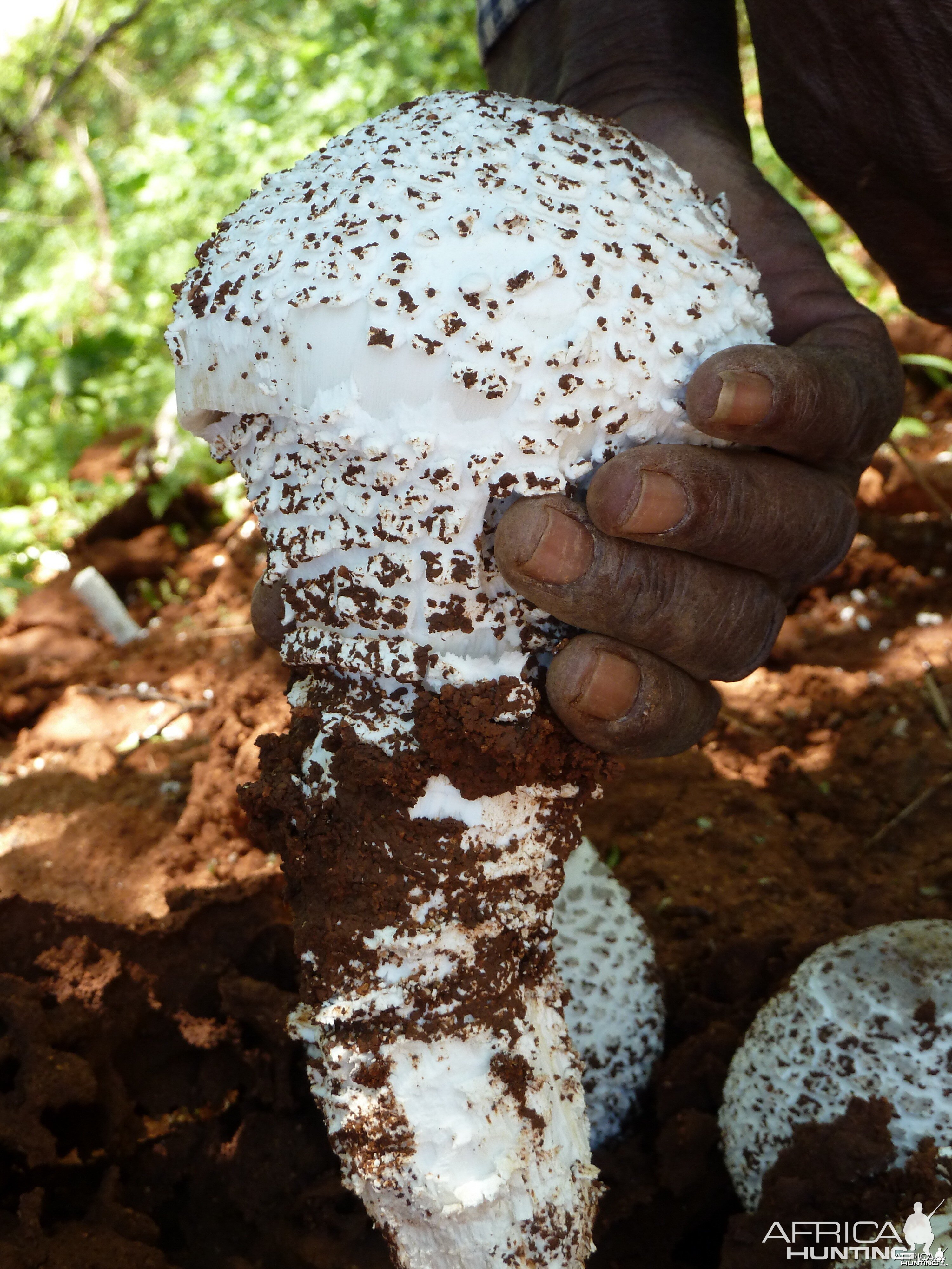 Omajowa termite hill mushrooms Namibia