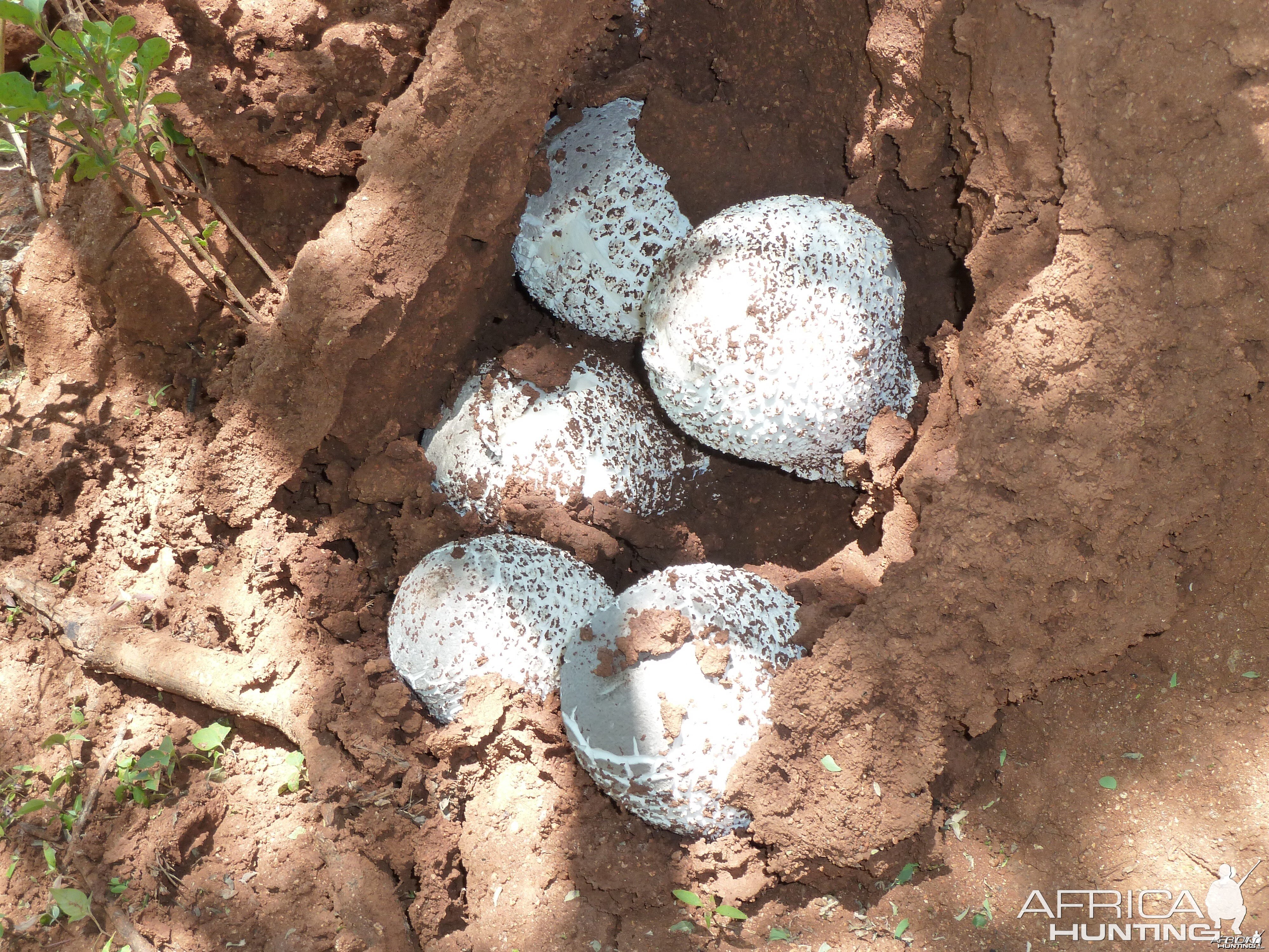 Omajowa termite hill mushrooms Namibia