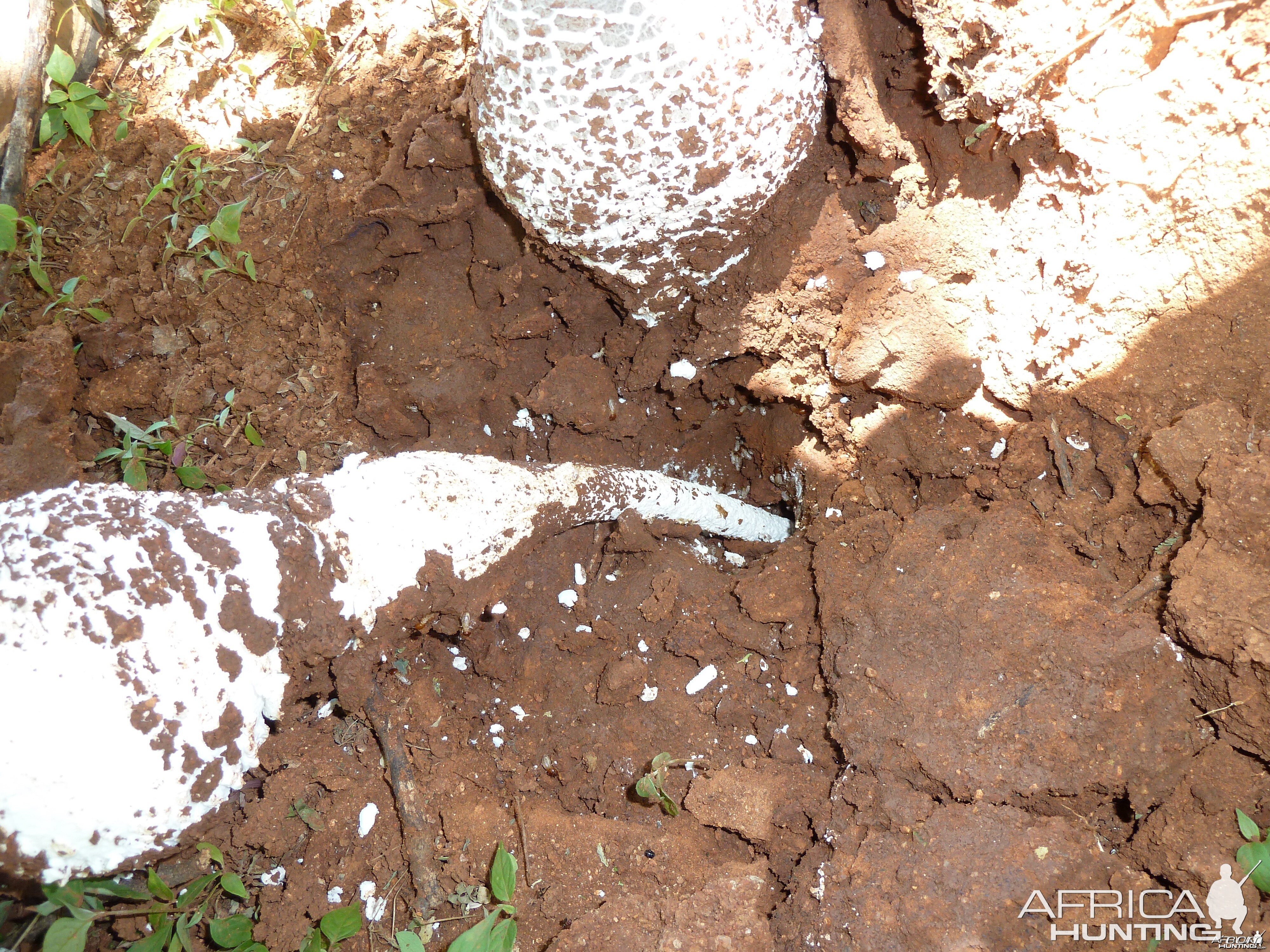 Omajowa termite hill mushrooms Namibia