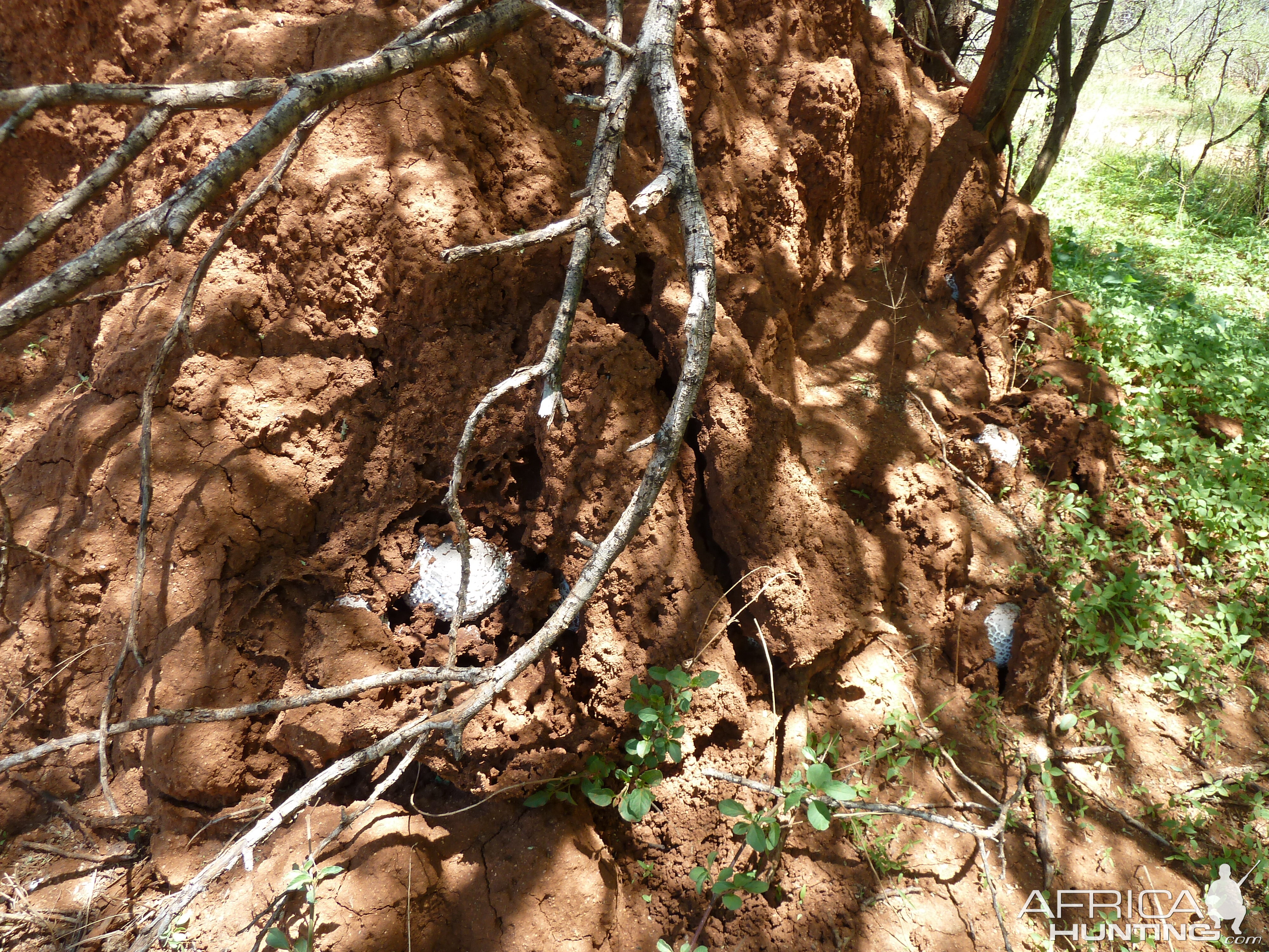 Omajowa termite hill mushrooms Namibia