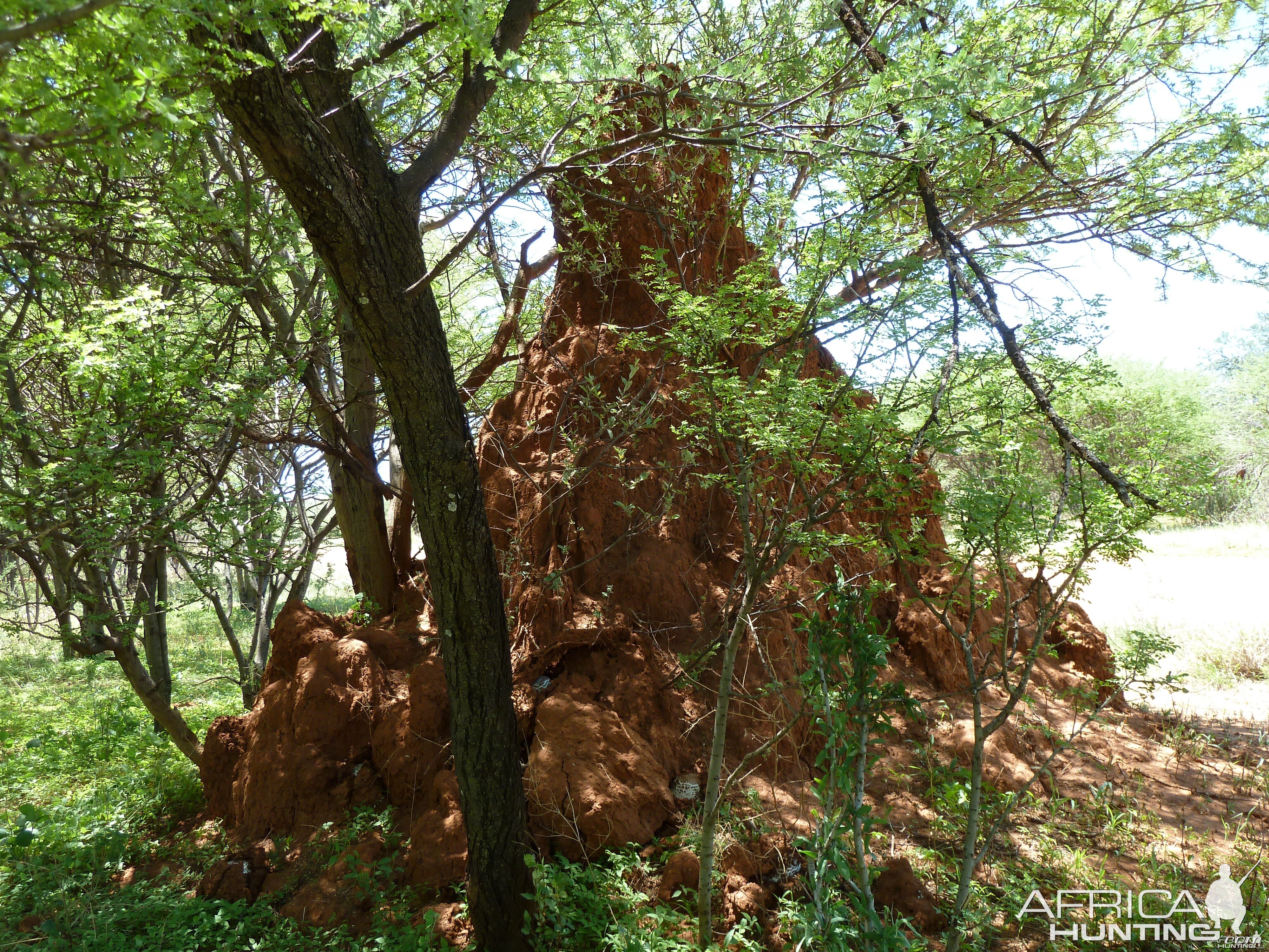 Omajowa termite hill mushrooms Namibia