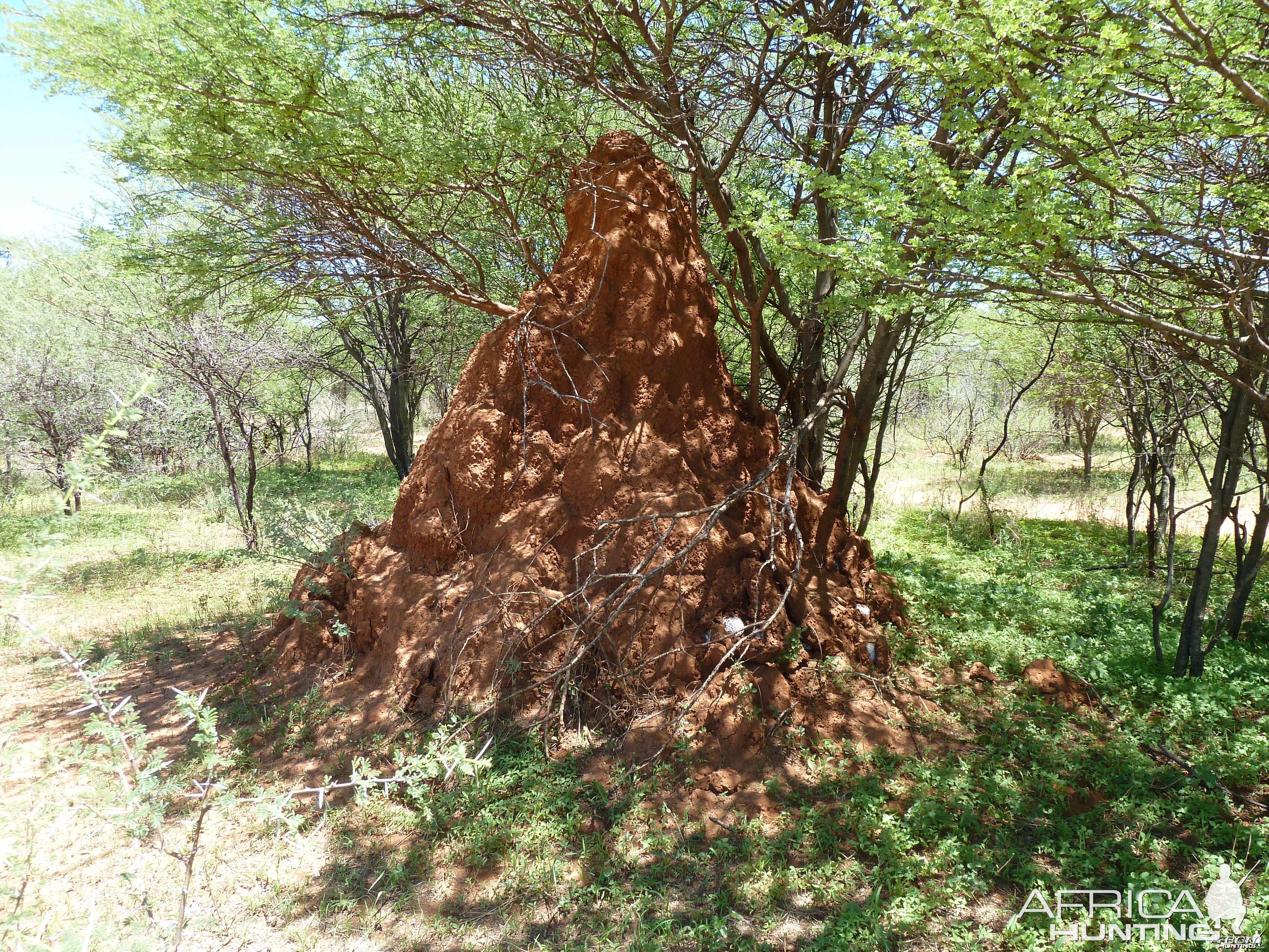 Omajowa termite hill mushrooms Namibia