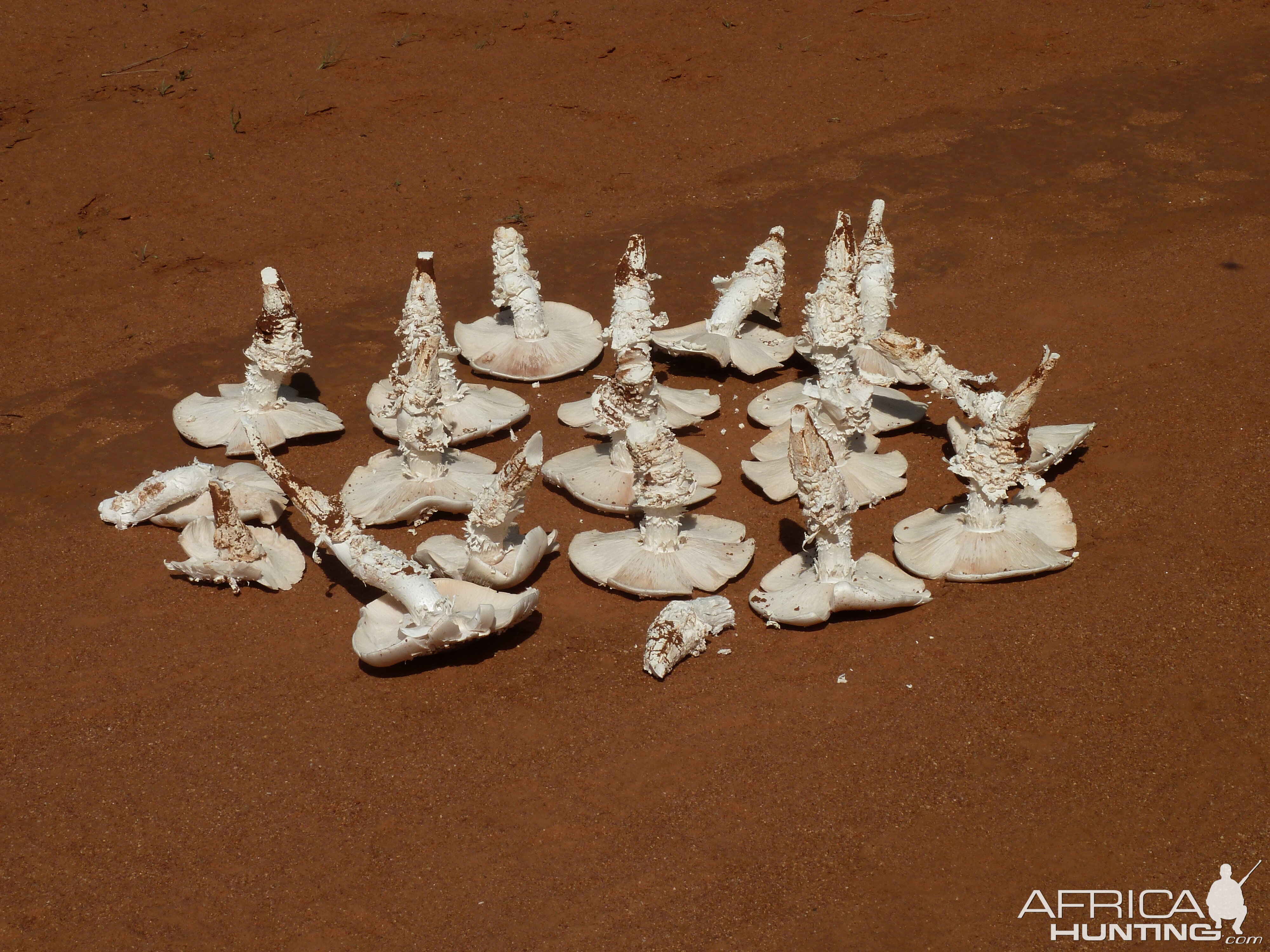 Omajowa termite hill mushrooms Namibia