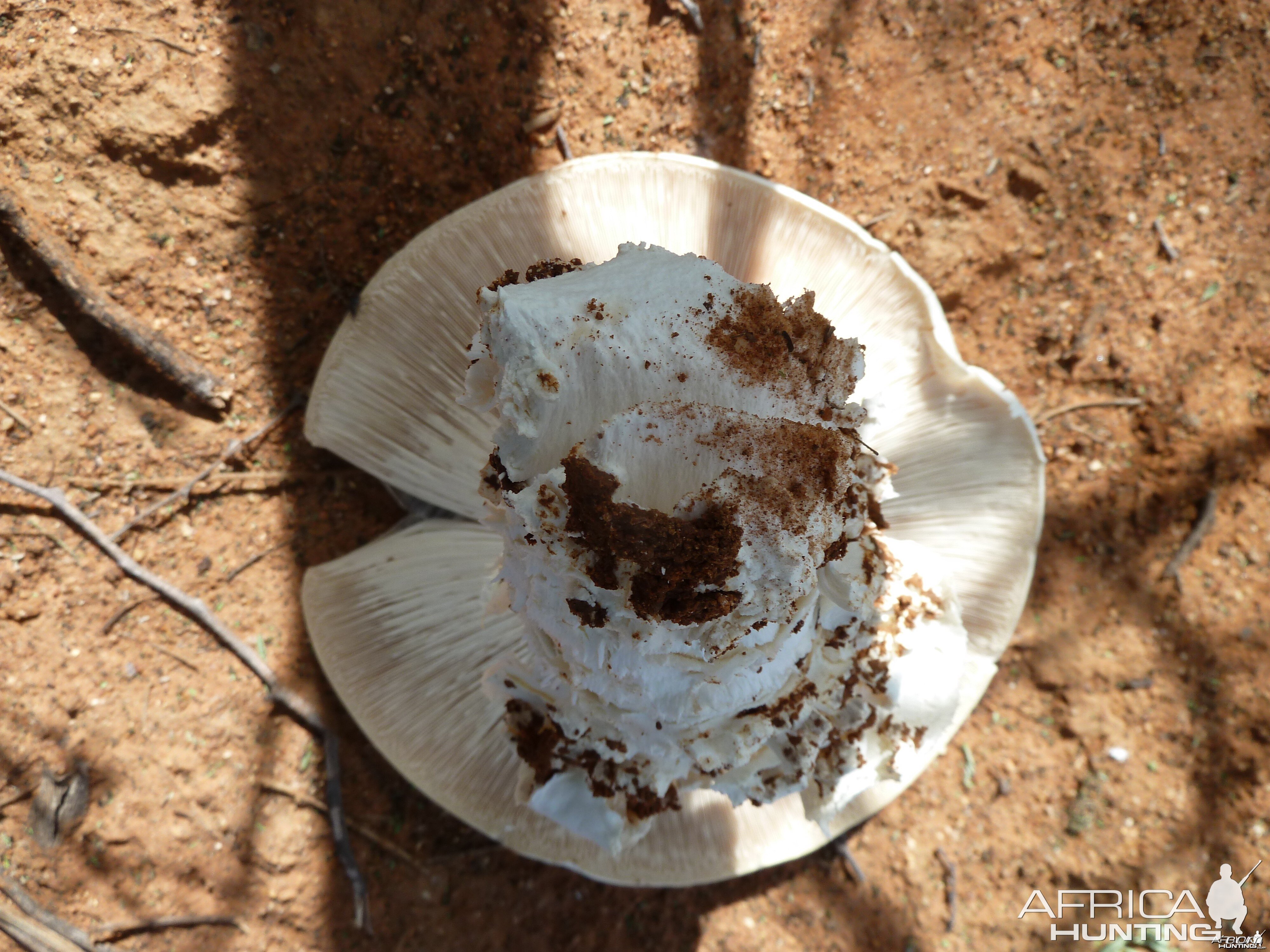 Omajowa termite hill mushrooms Namibia