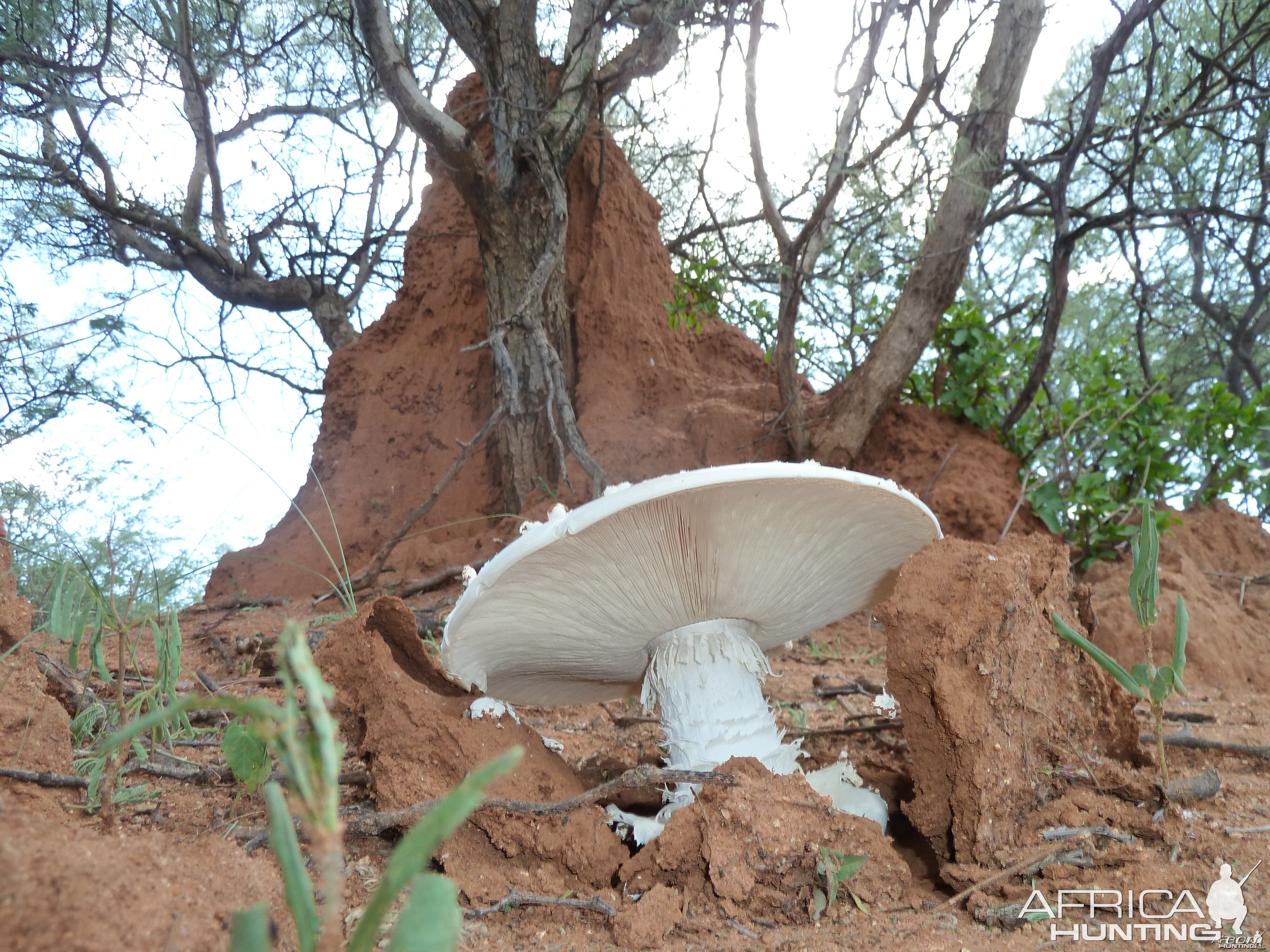 Omajowa termite hill mushrooms Namibia