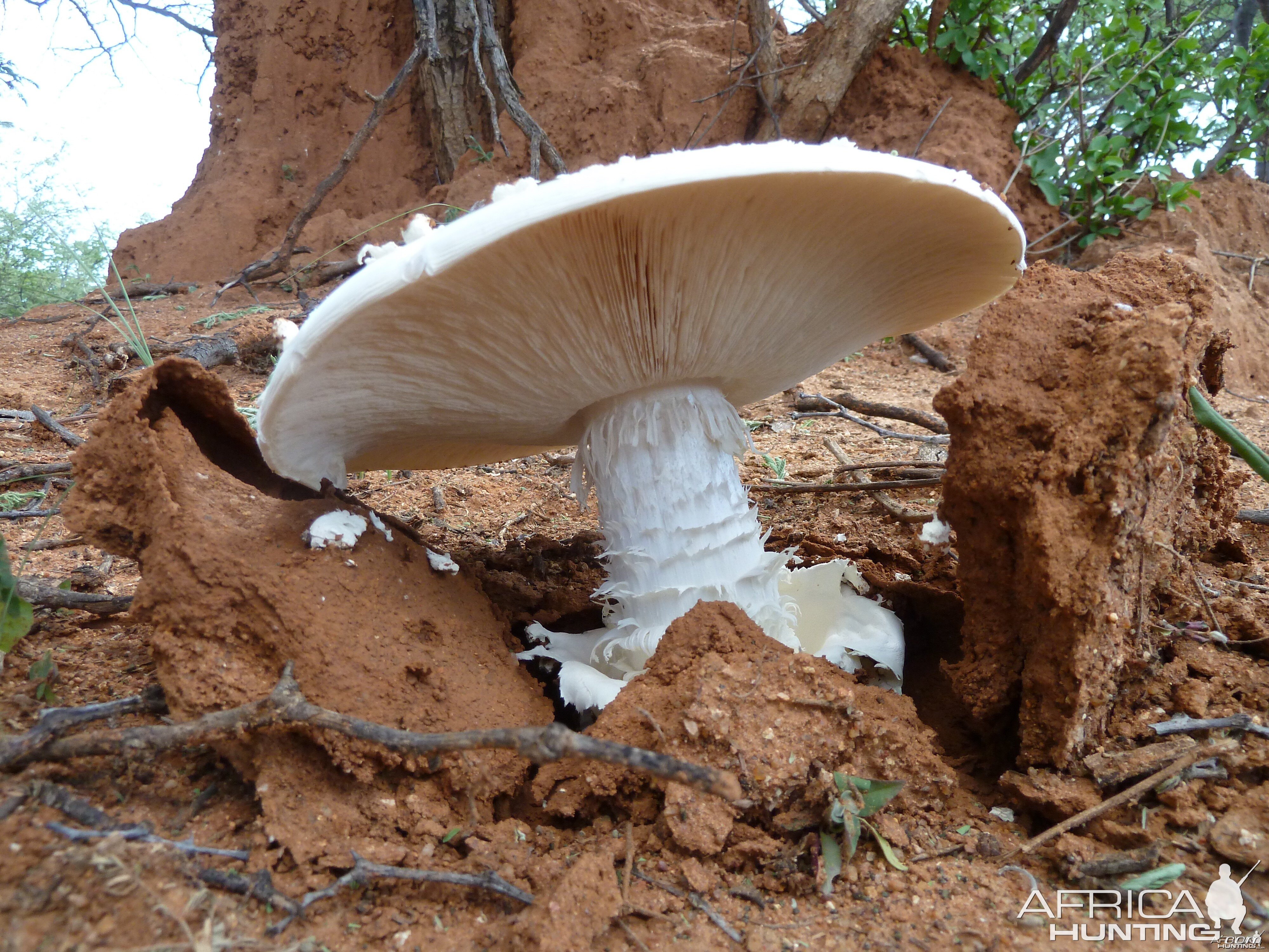 Omajowa termite hill mushrooms Namibia