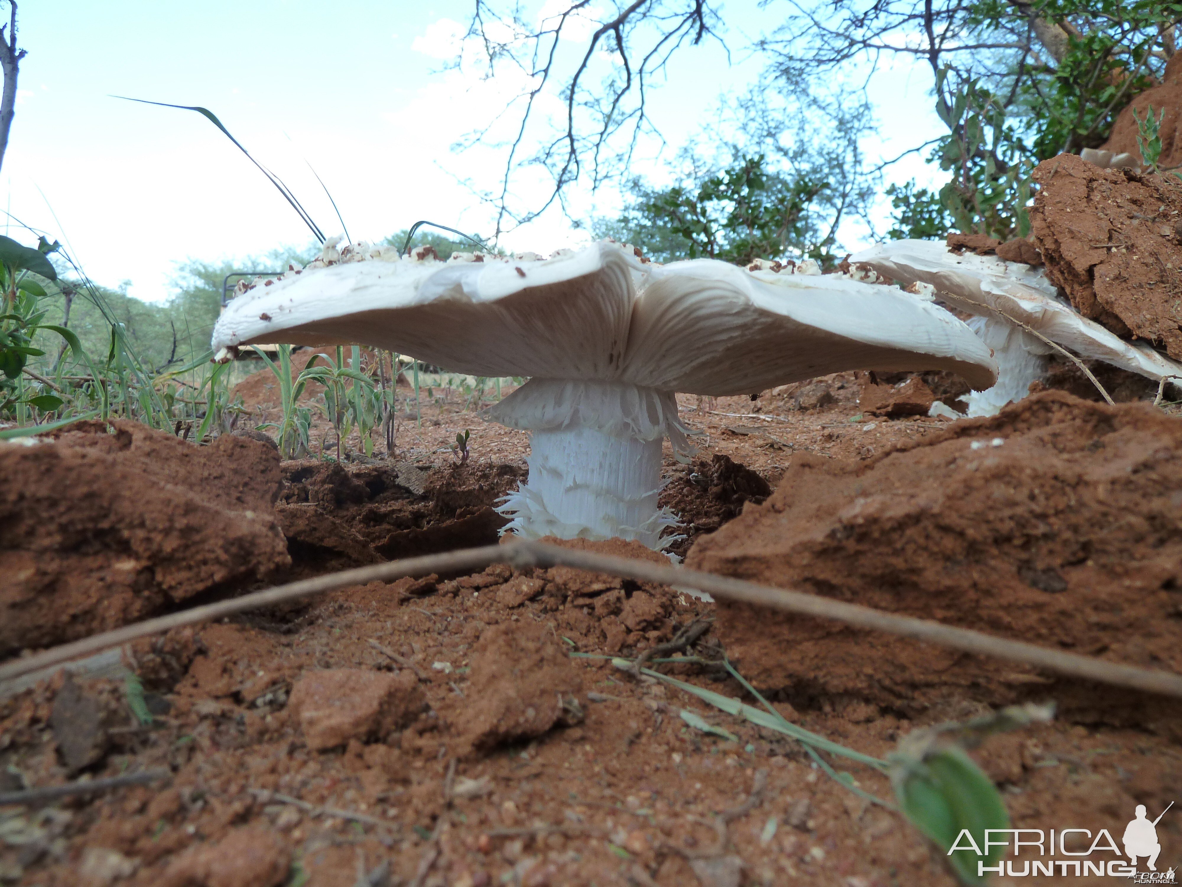 Omajowa termite hill mushrooms Namibia