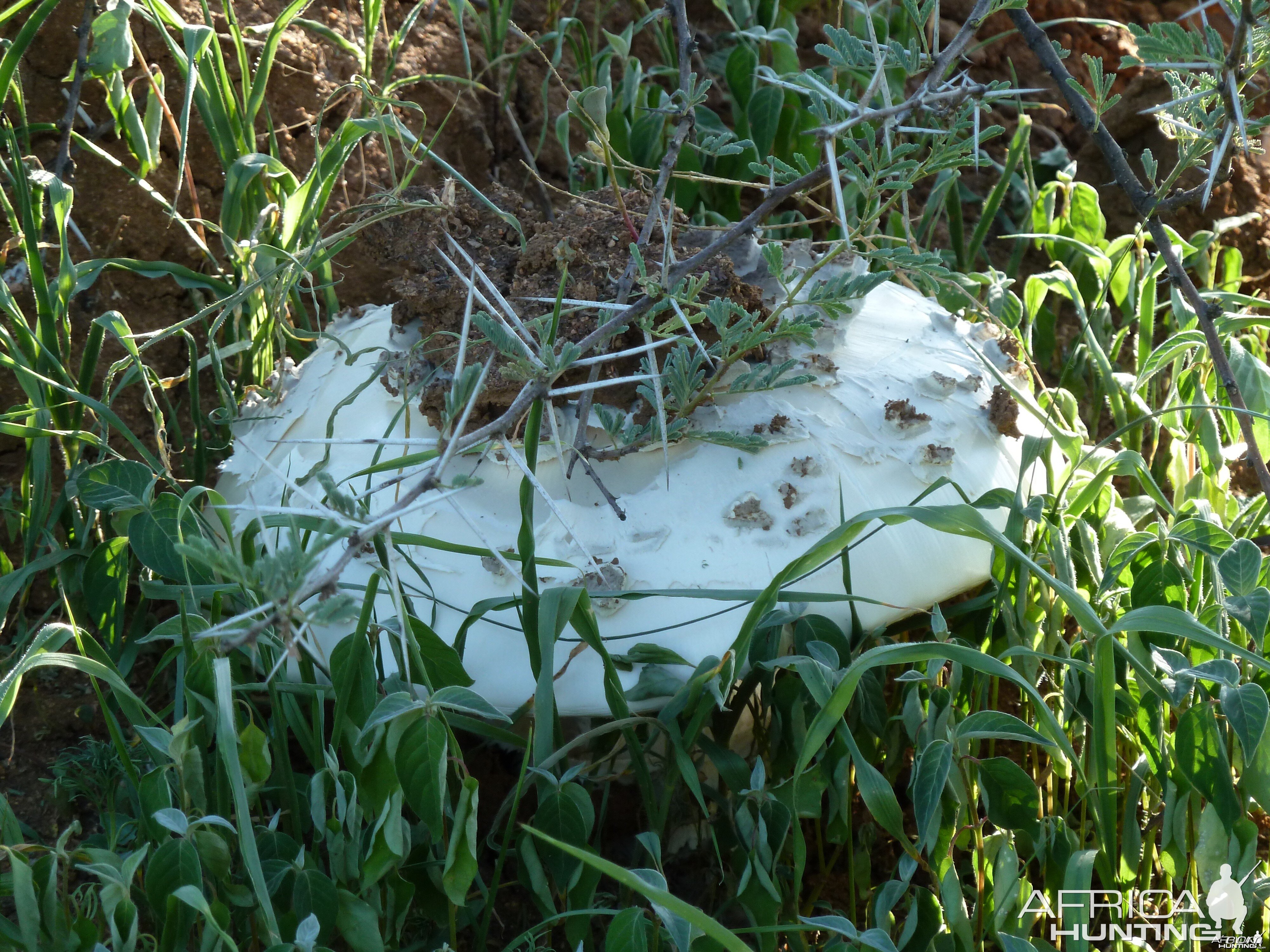 Omajowa termite hill mushrooms Namibia