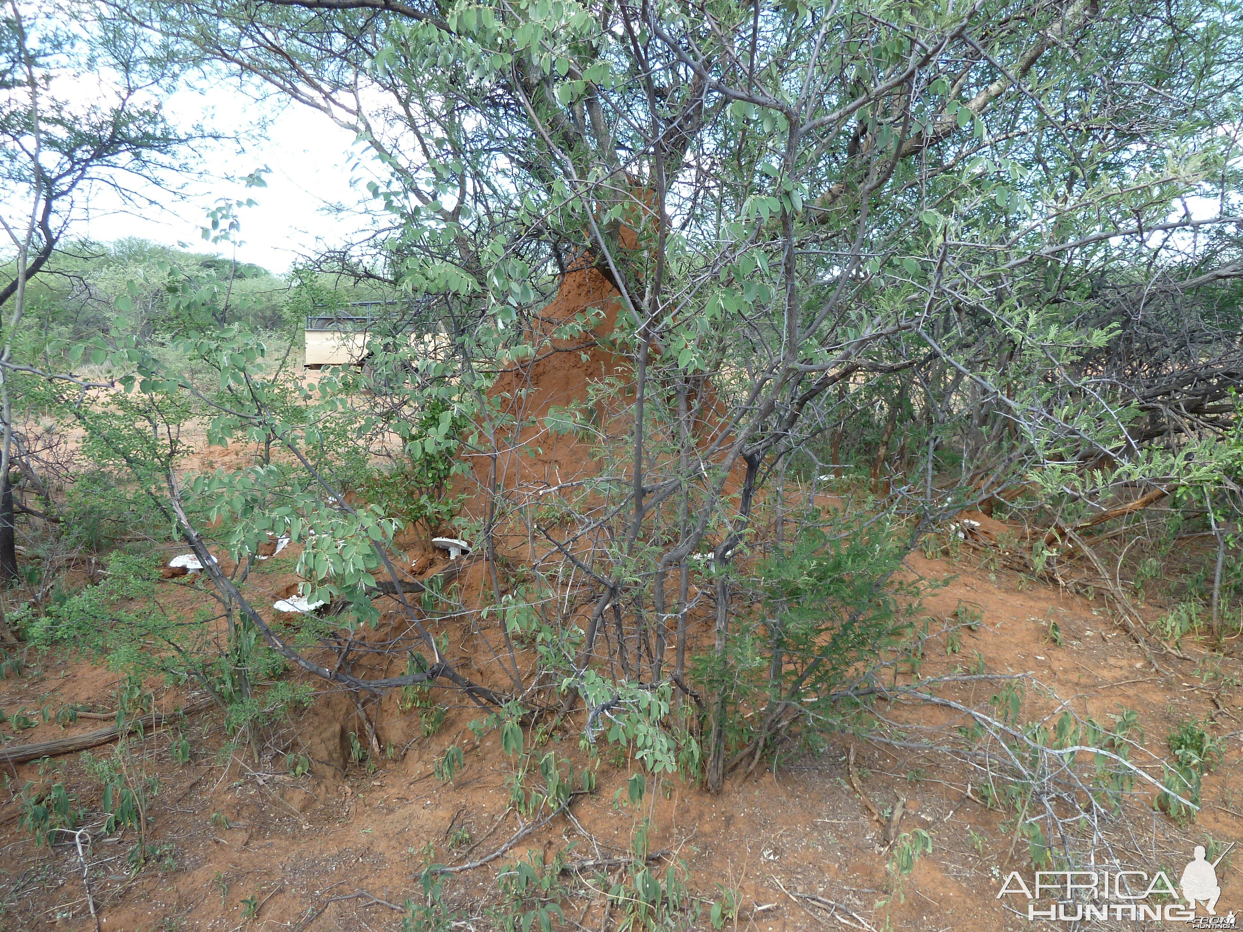 Omajowa termite hill mushrooms Namibia