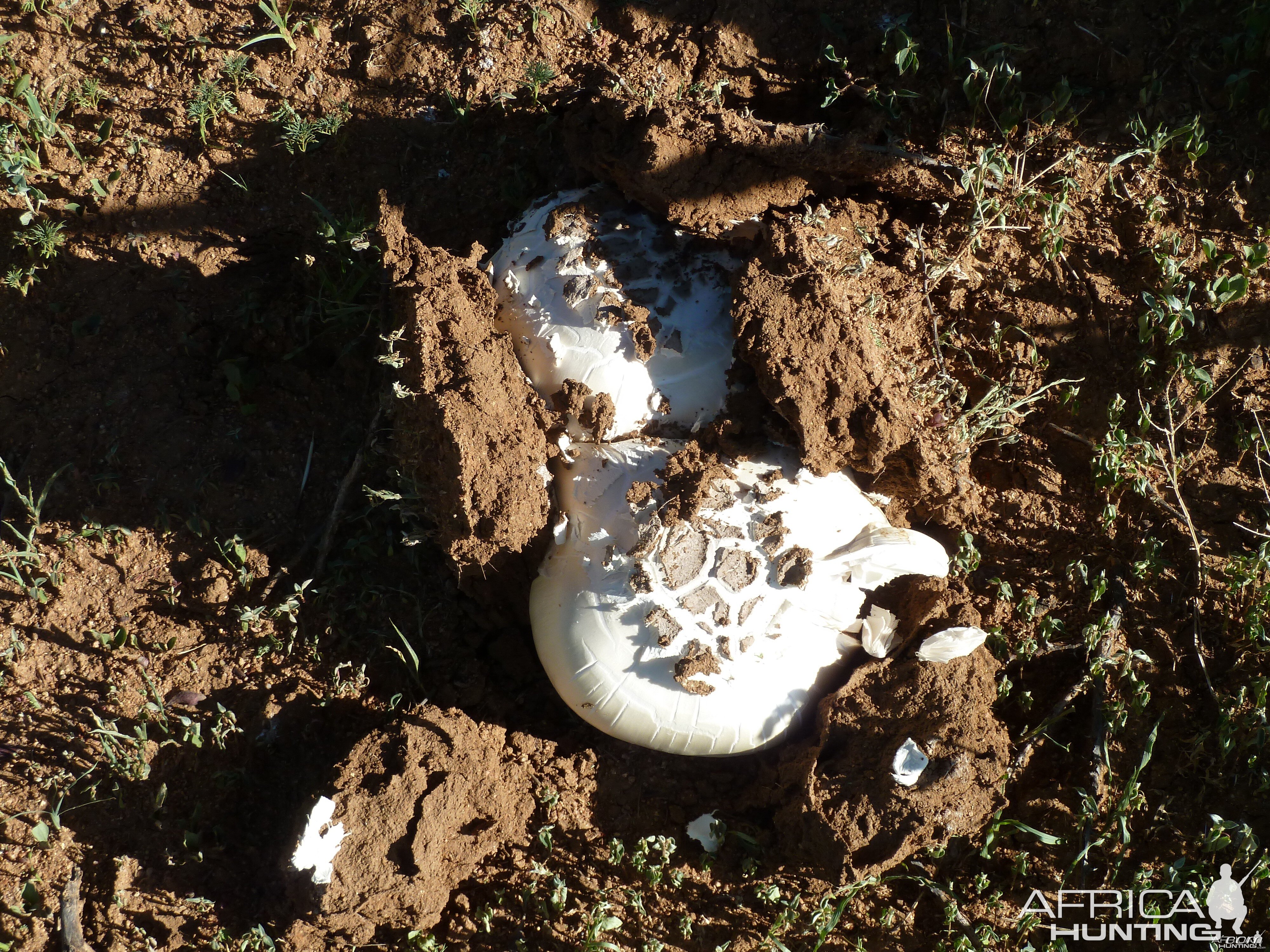 Omajowa termite hill mushrooms Namibia