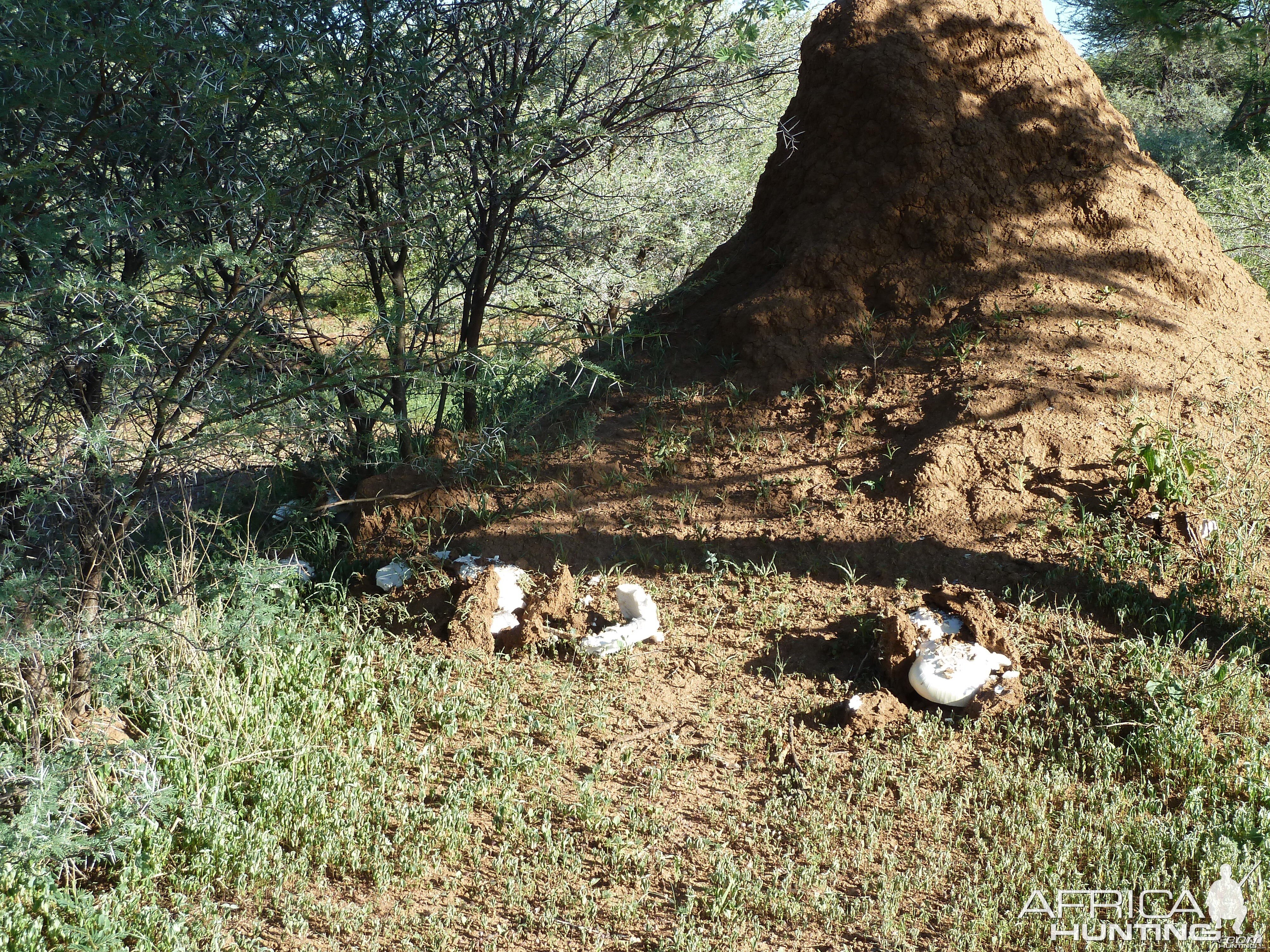 Omajowa termite hill mushrooms Namibia