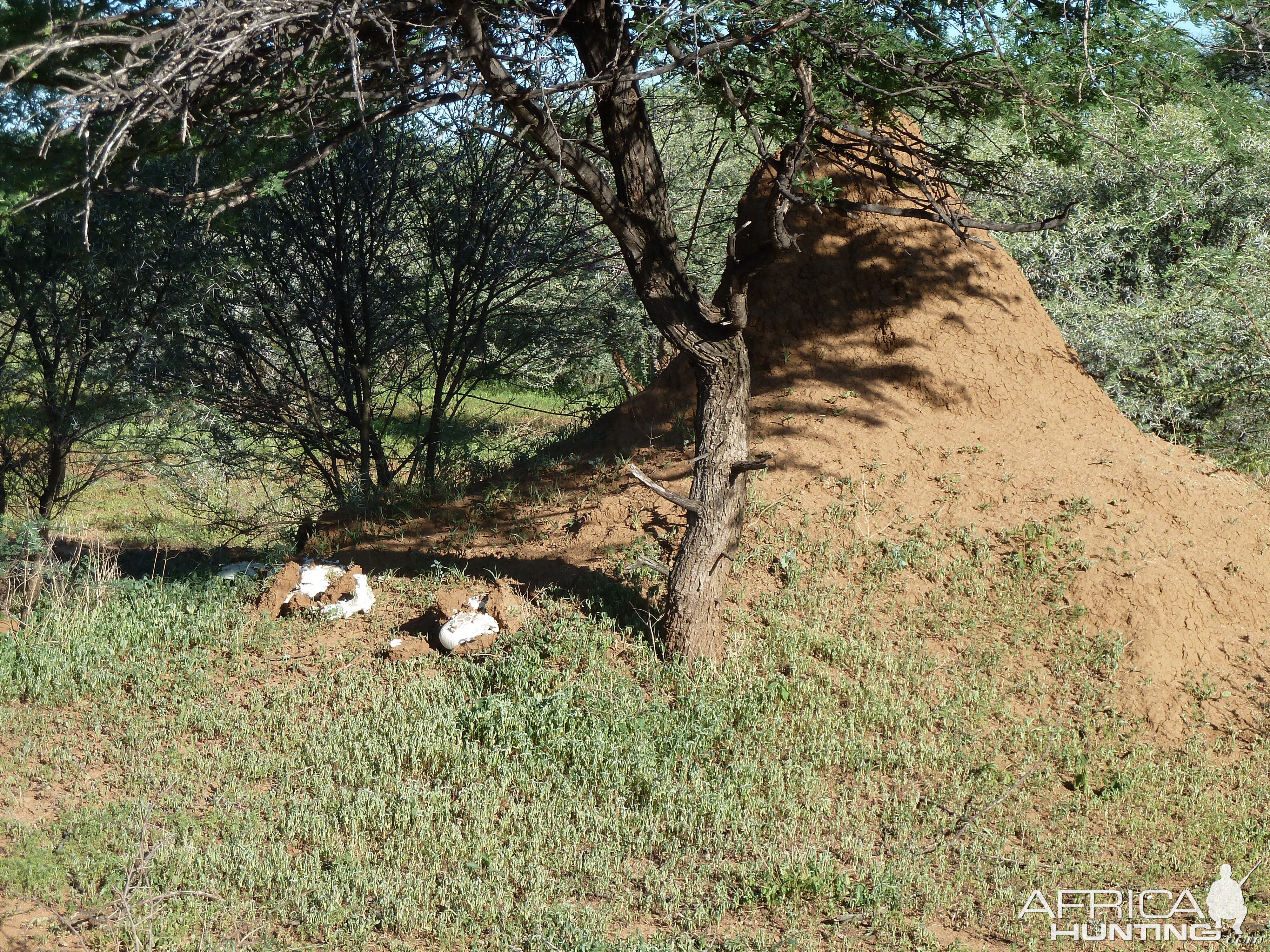 Omajowa termite hill mushrooms Namibia