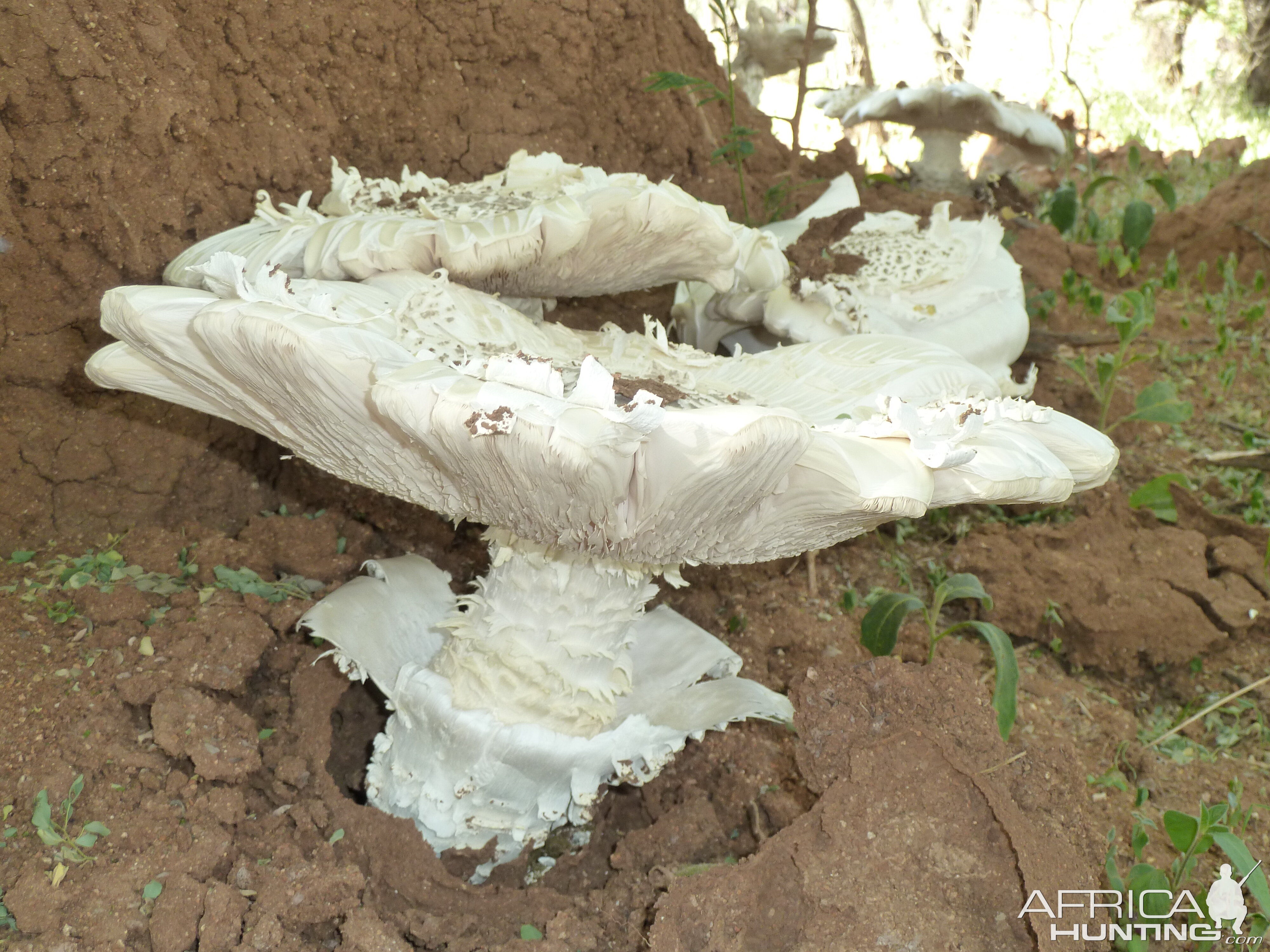 Omajowa termite hill mushrooms Namibia