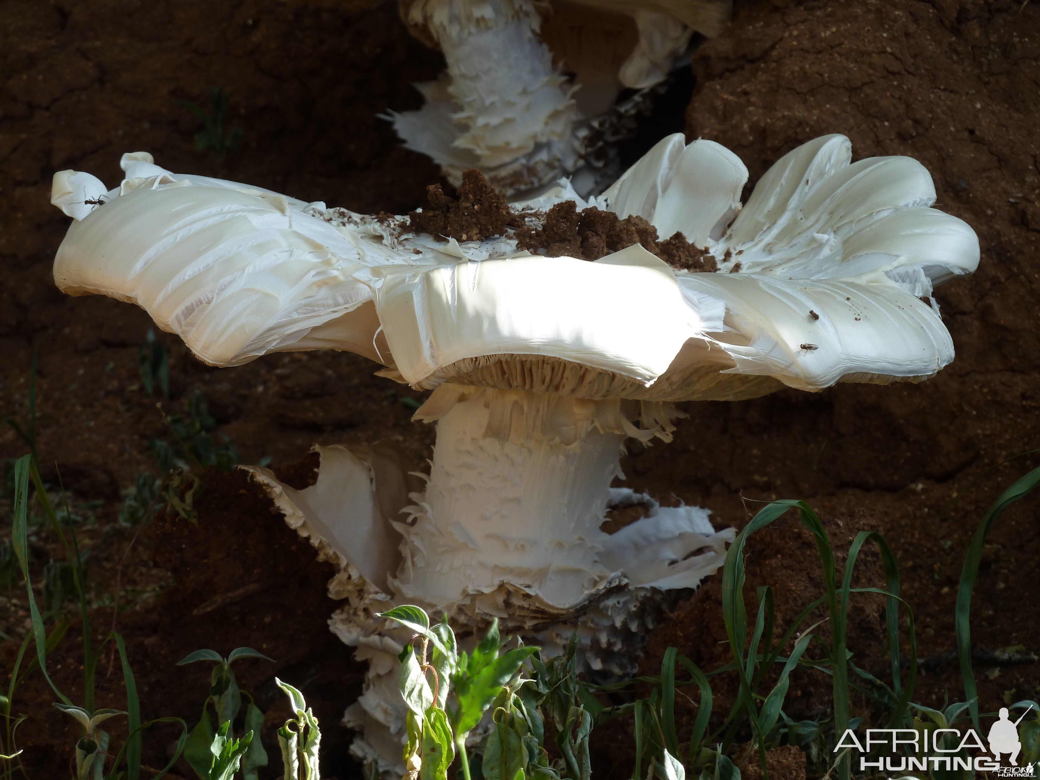 Omajowa termite hill mushrooms Namibia