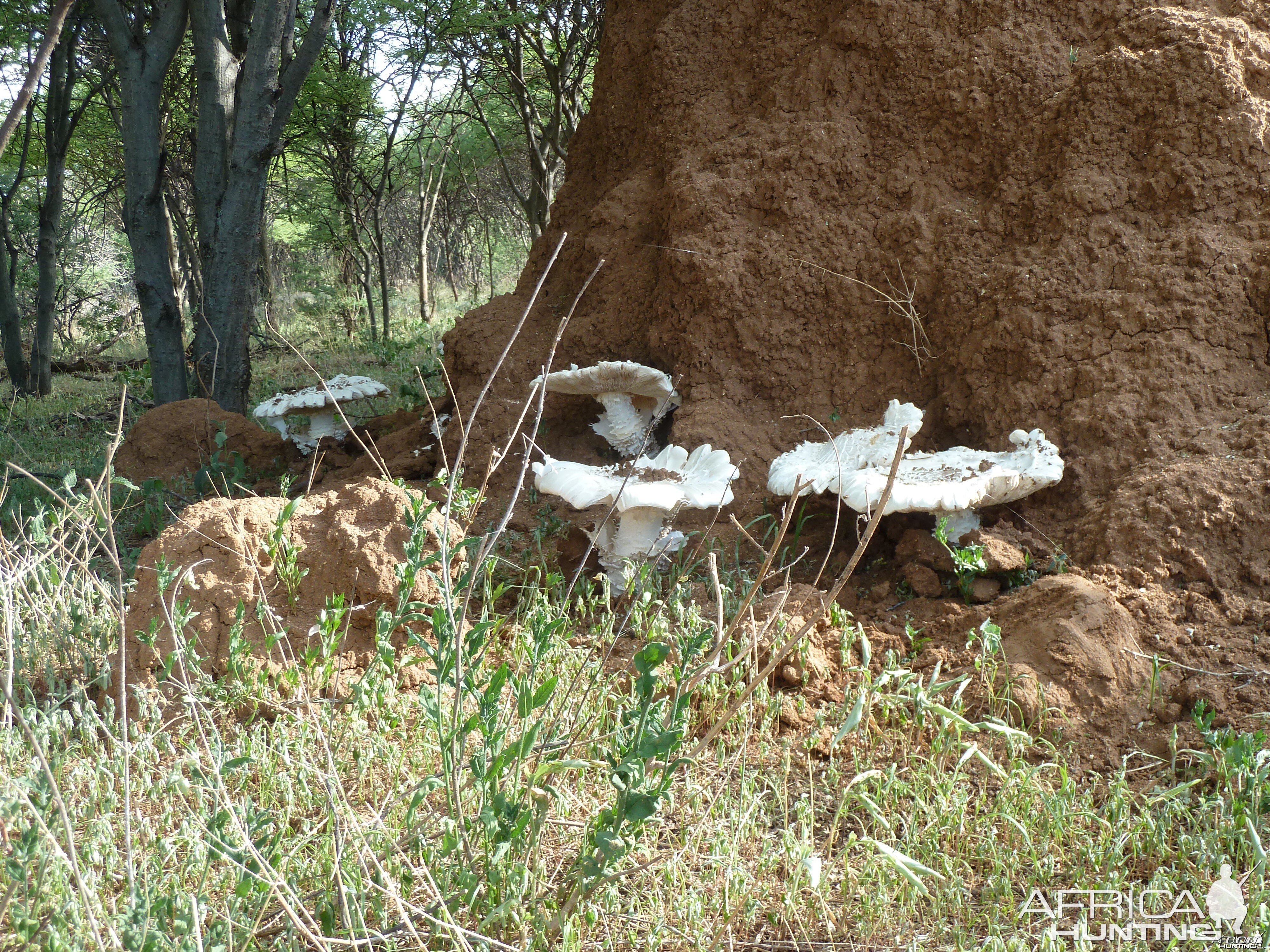 Omajowa termite hill mushrooms Namibia