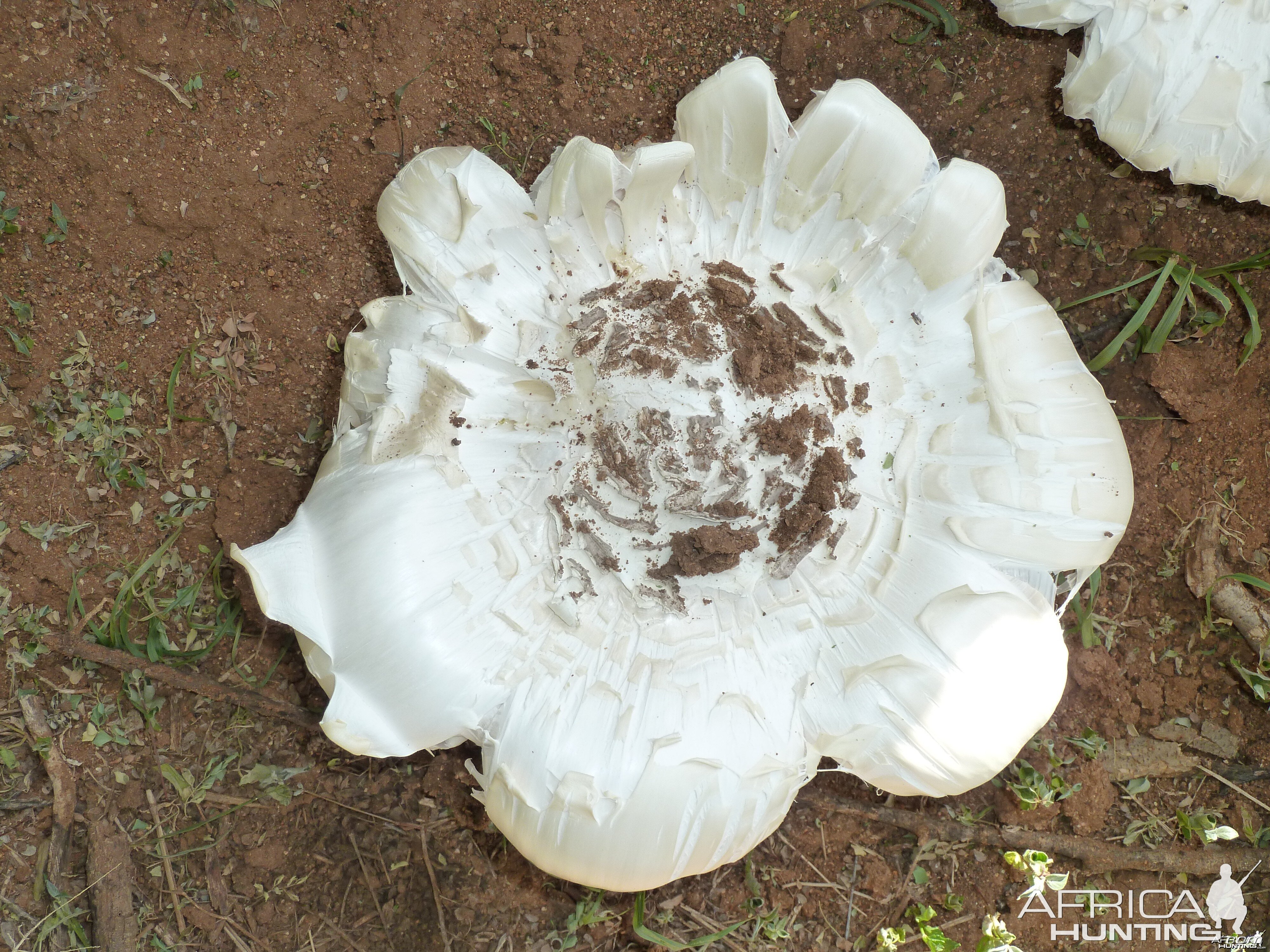 Omajowa termite hill mushrooms Namibia