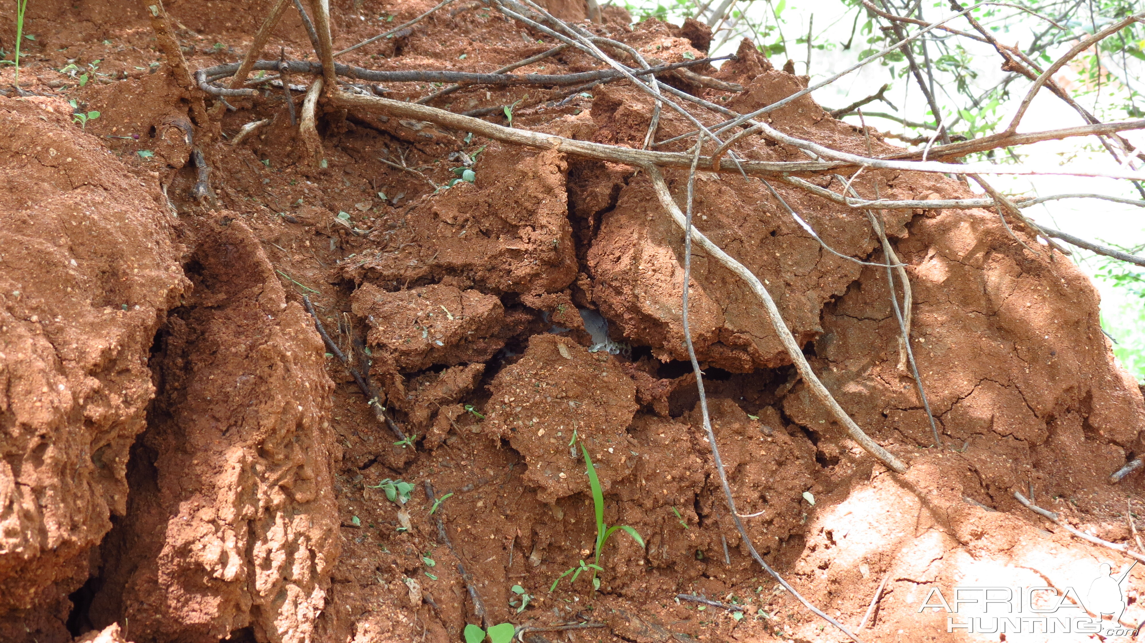 Omajowa termite hill mushrooms Namibia