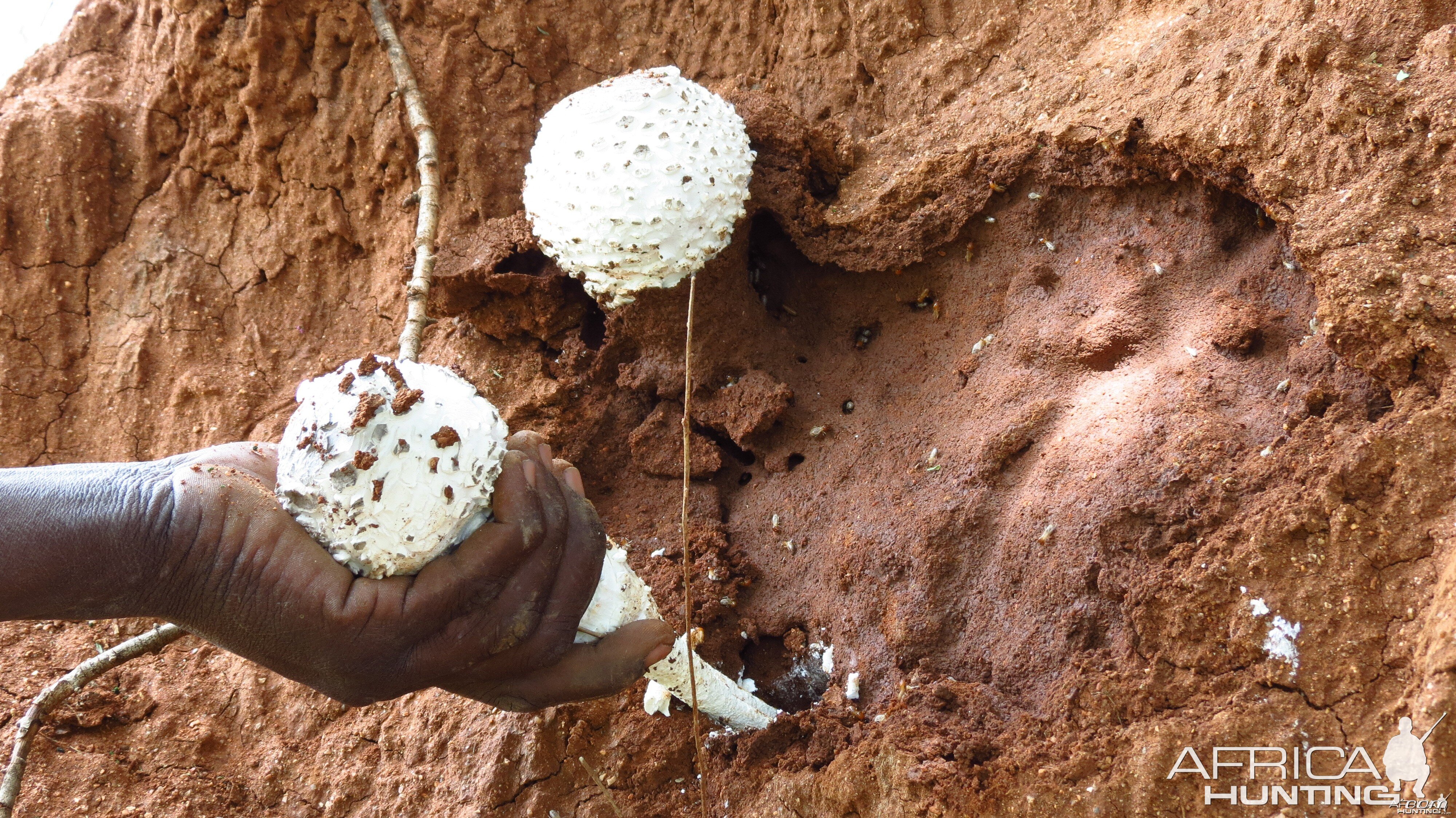 Omajowa termite hill mushrooms Namibia