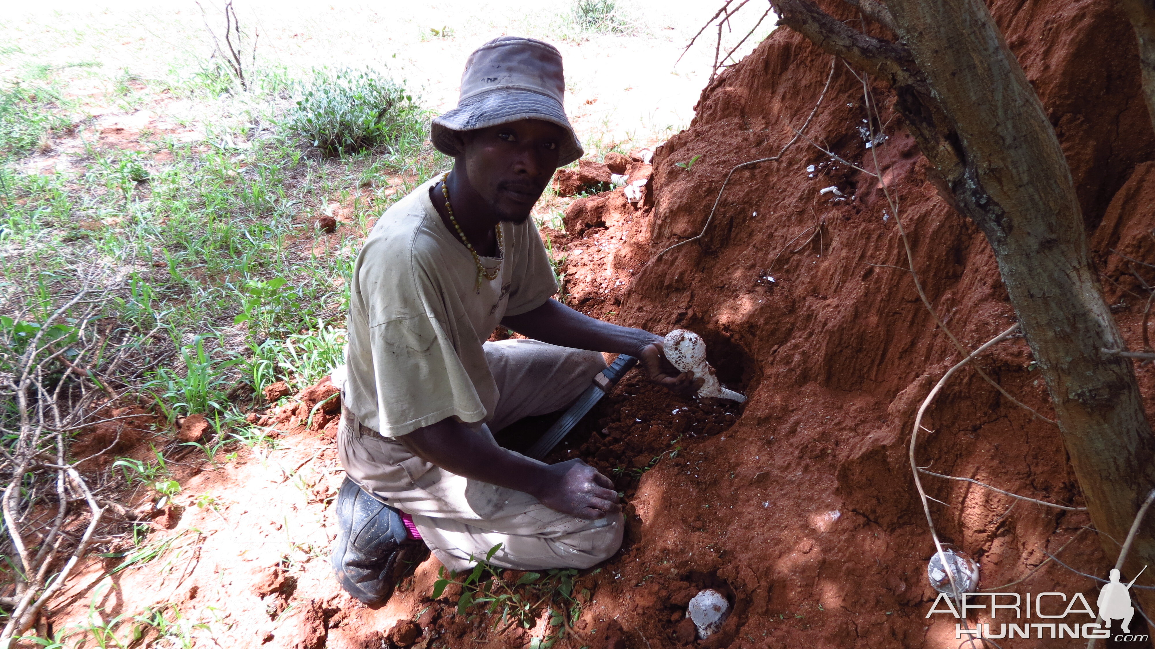 Omajowa termite hill mushrooms Namibia