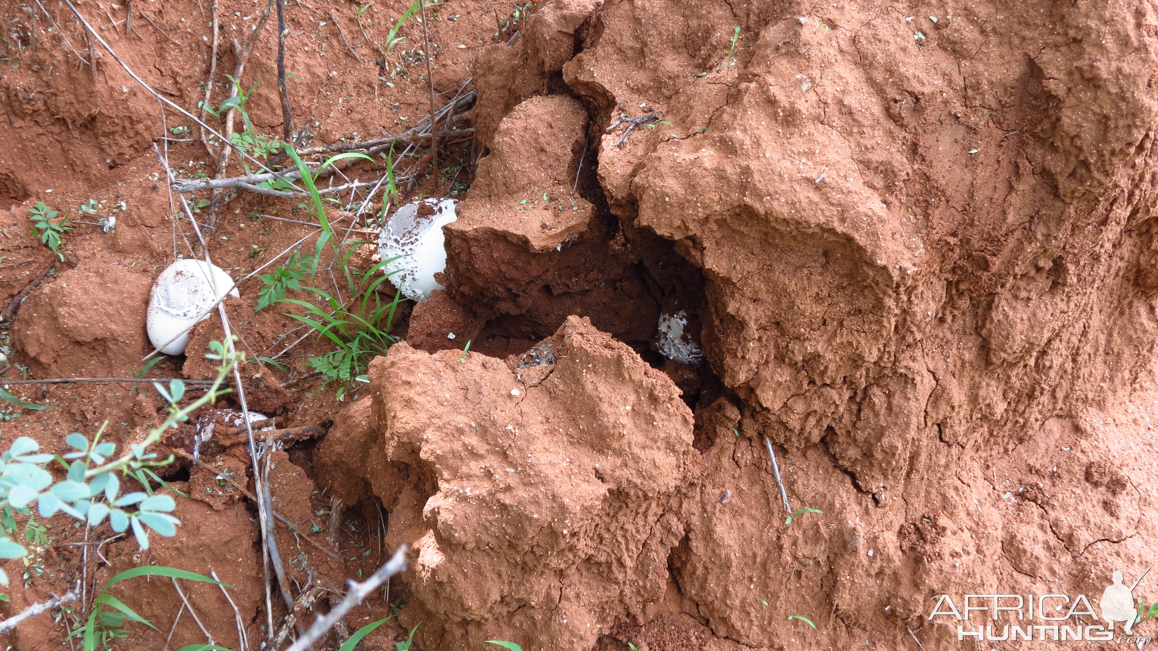 Omajowa termite hill mushrooms Namibia