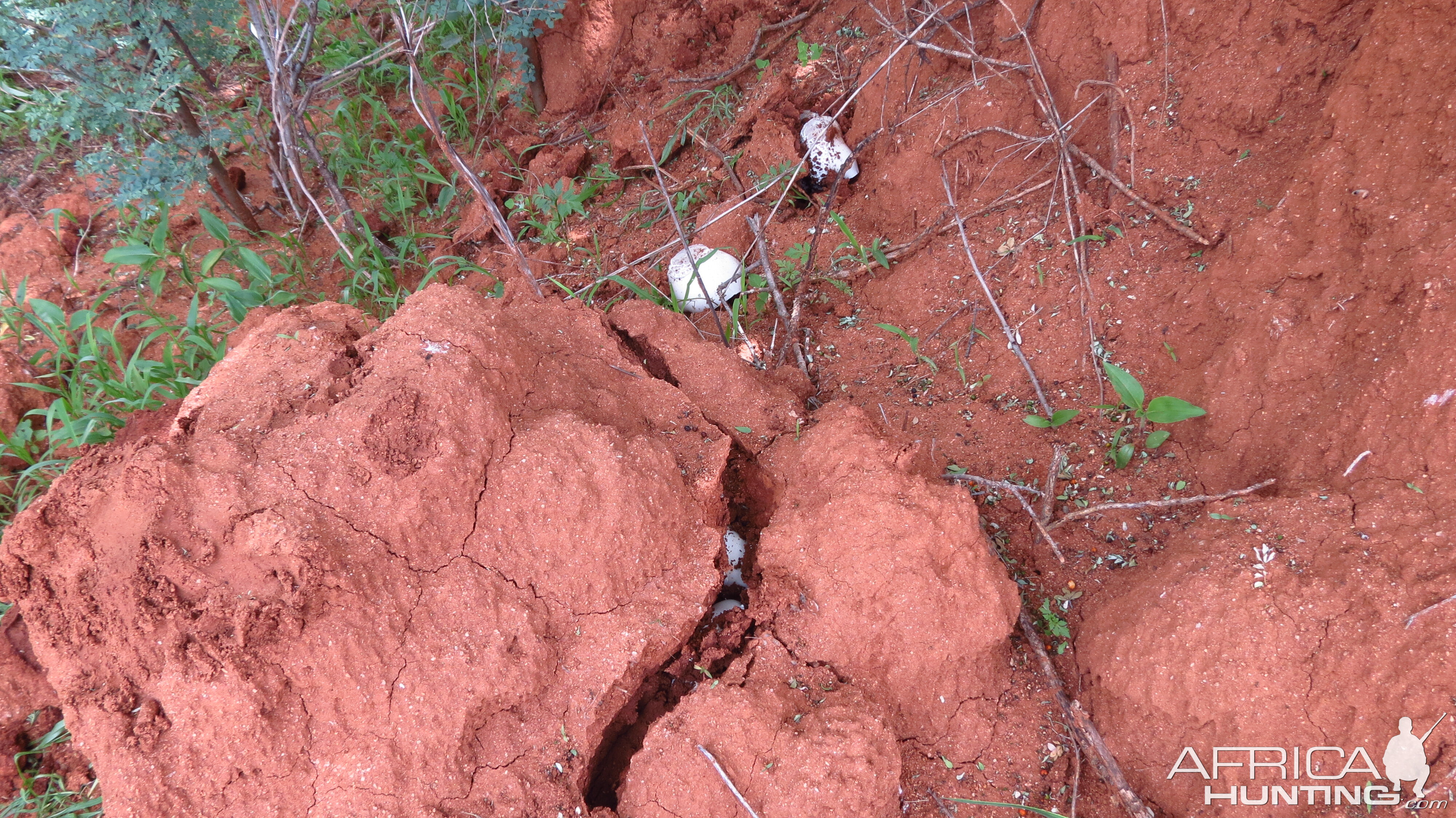 Omajowa termite hill mushrooms Namibia