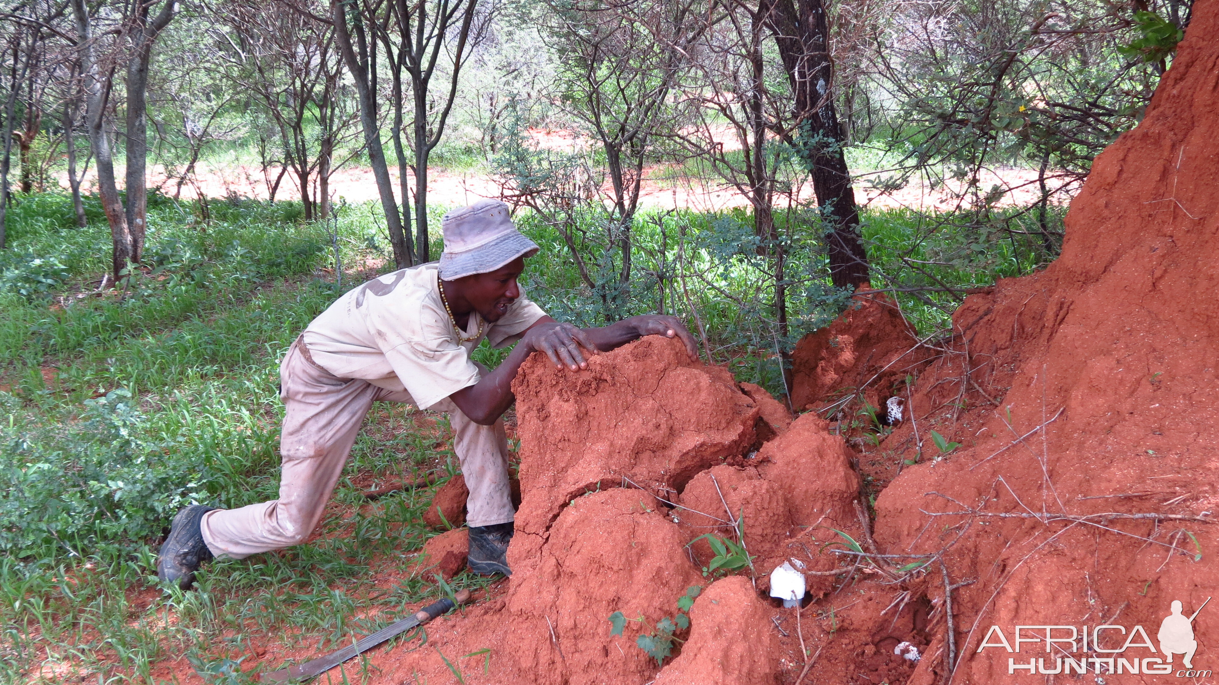 Omajowa termite hill mushrooms Namibia