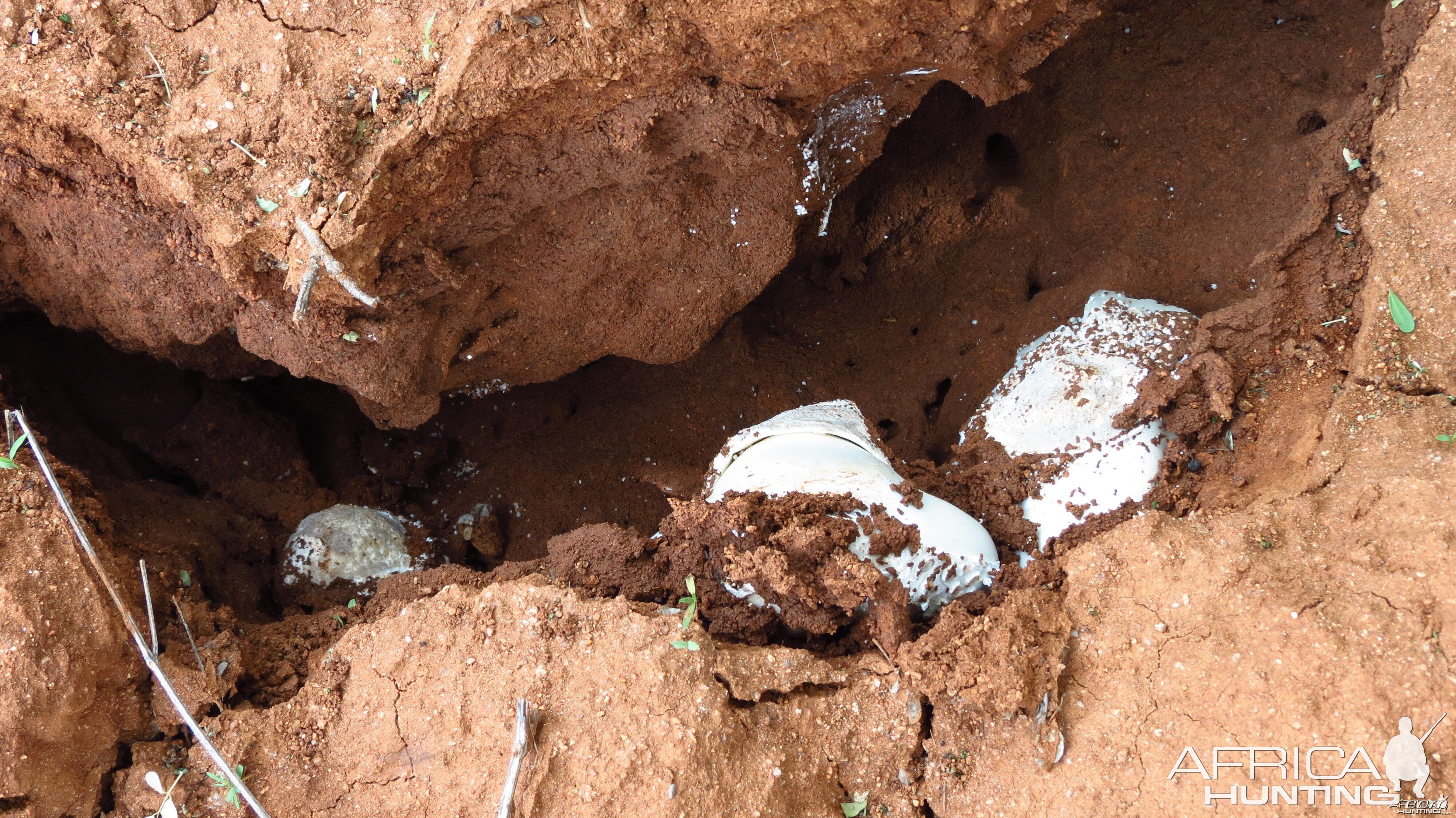 Omajowa termite hill mushrooms Namibia