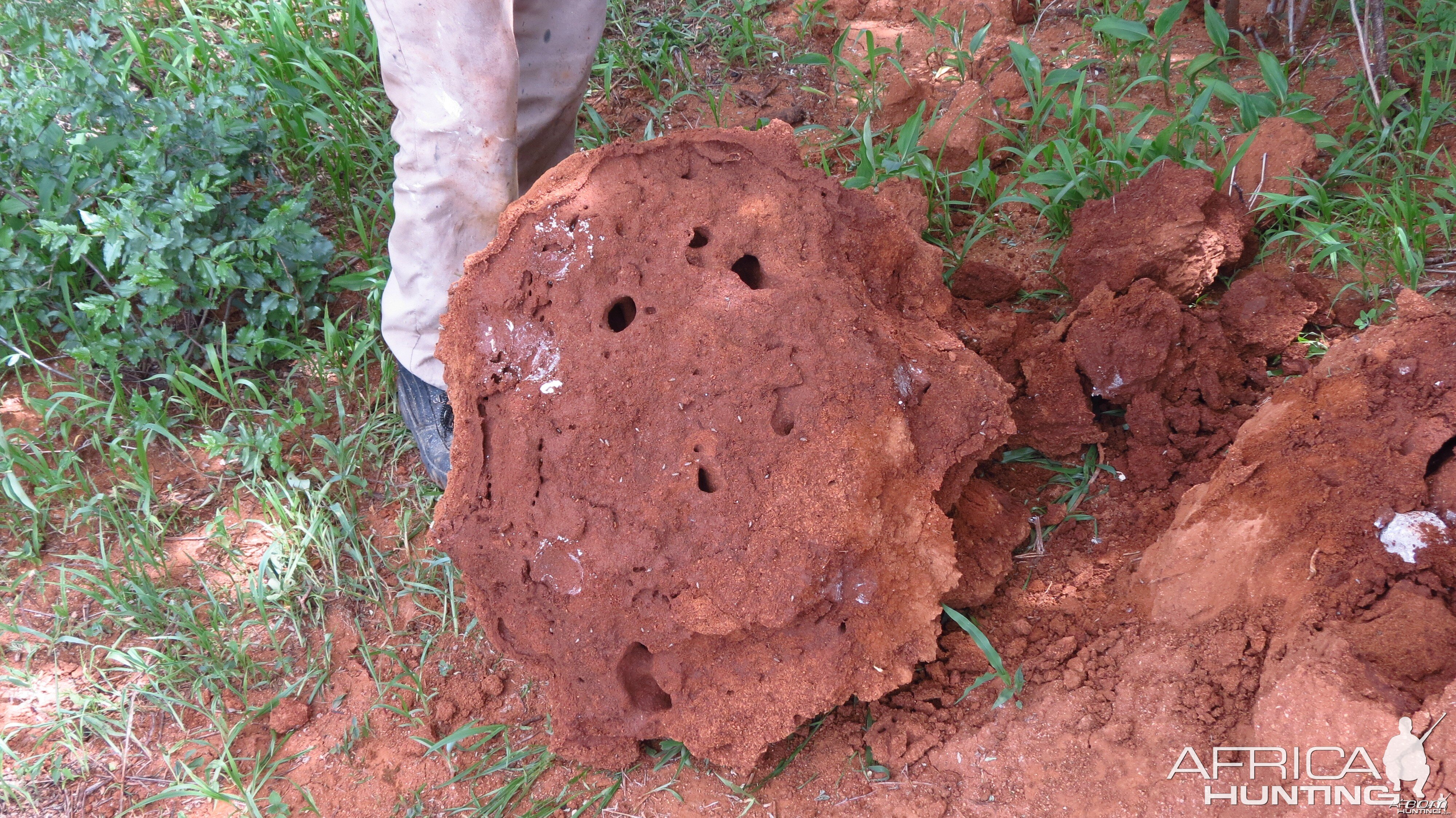 Omajowa termite hill mushrooms Namibia