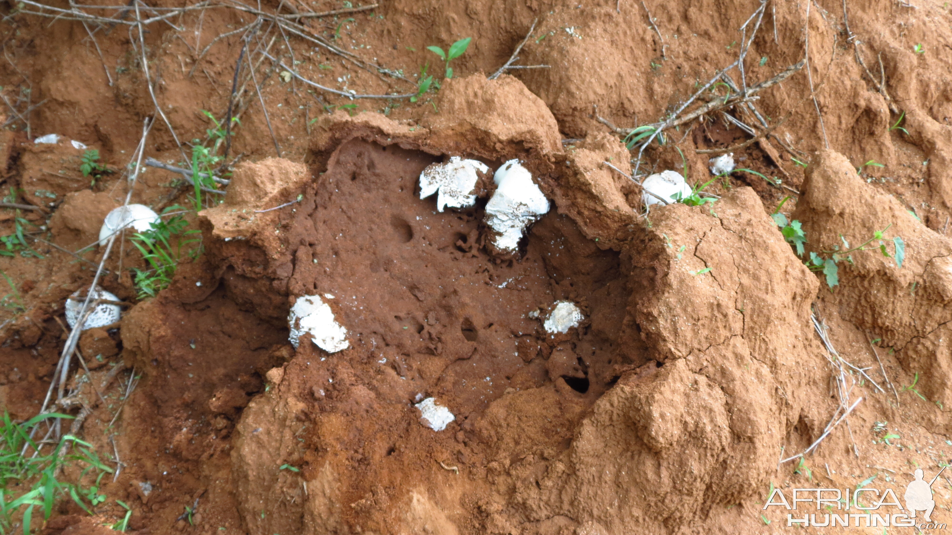 Omajowa termite hill mushrooms Namibia