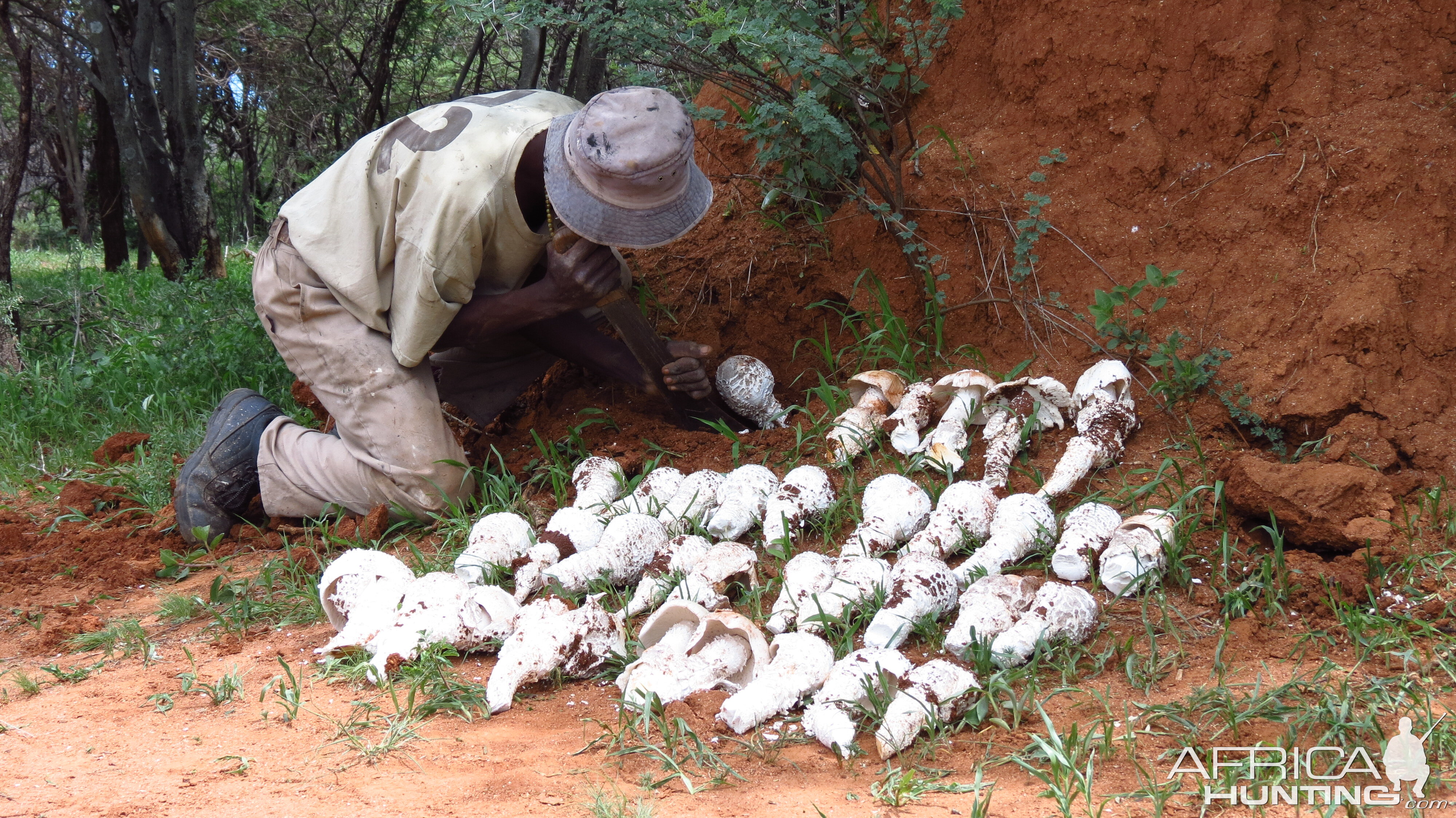 Omajowa termite hill mushrooms Namibia