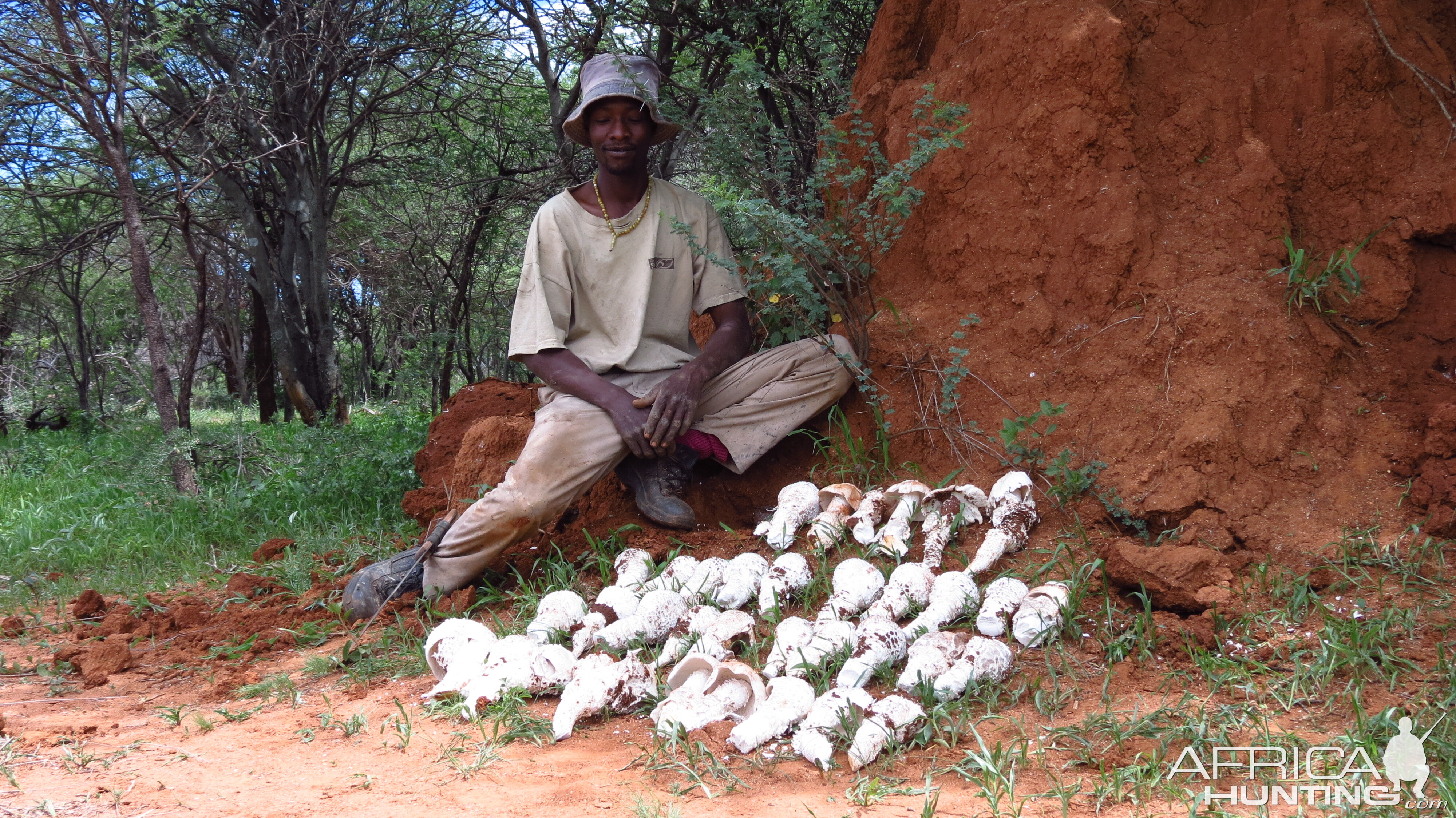 Omajowa termite hill mushrooms Namibia