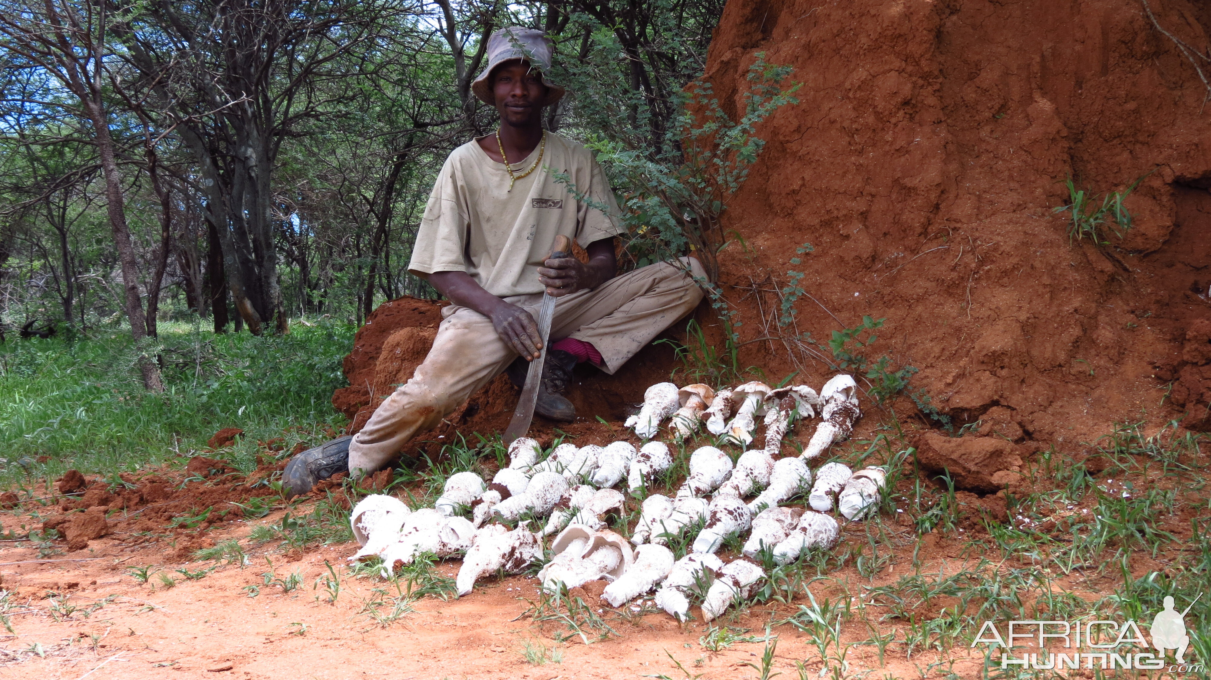 Omajowa termite hill mushrooms Namibia