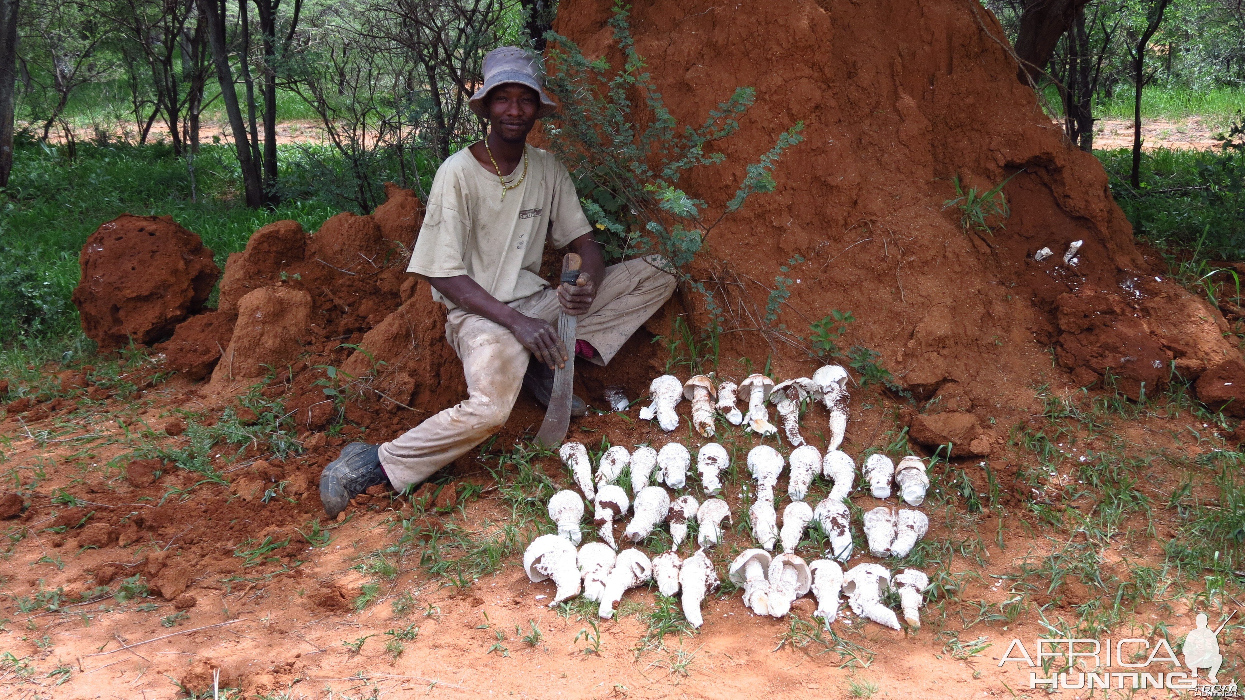 Omajowa termite hill mushrooms Namibia