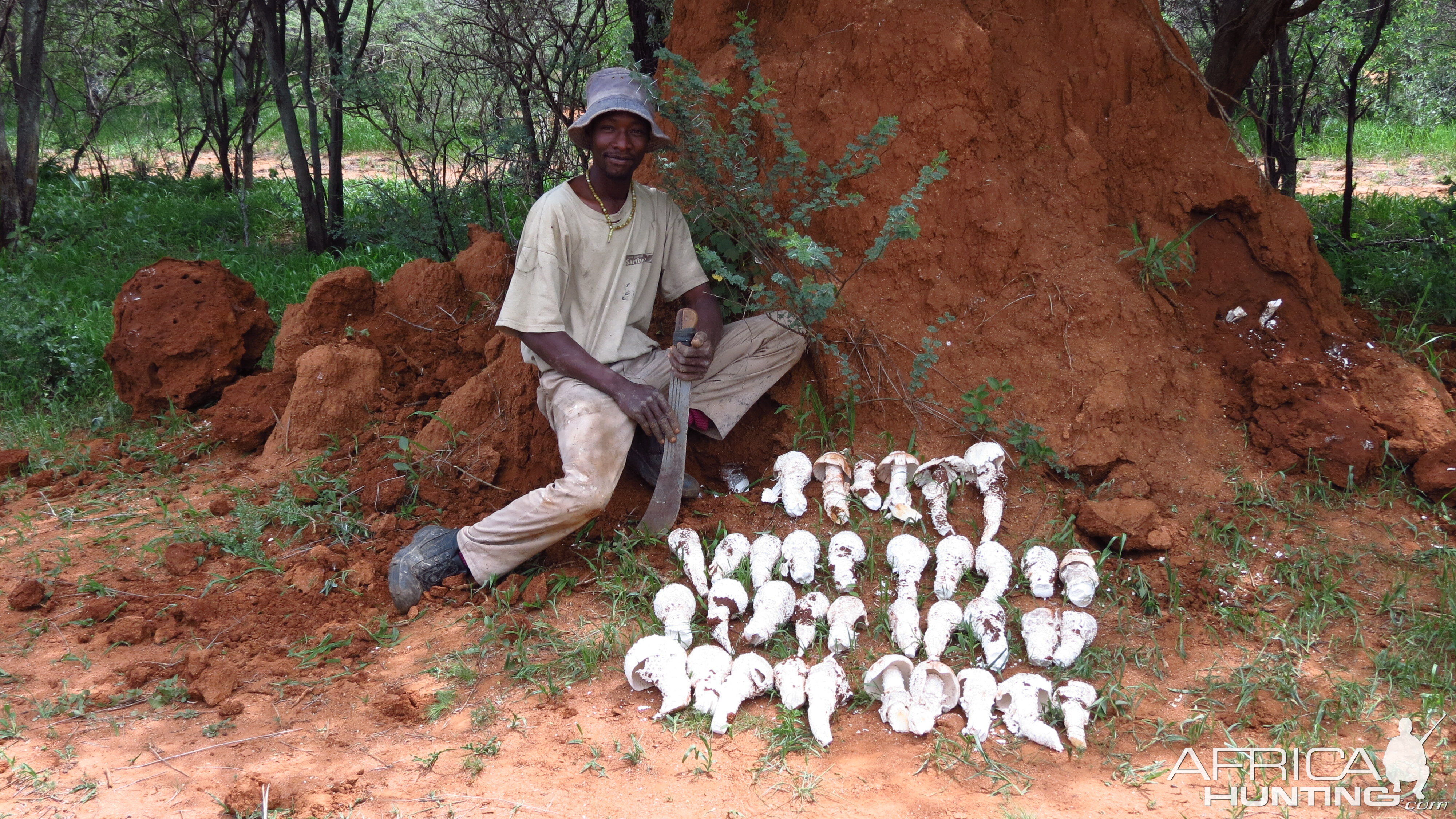 Omajowa termite hill mushrooms Namibia