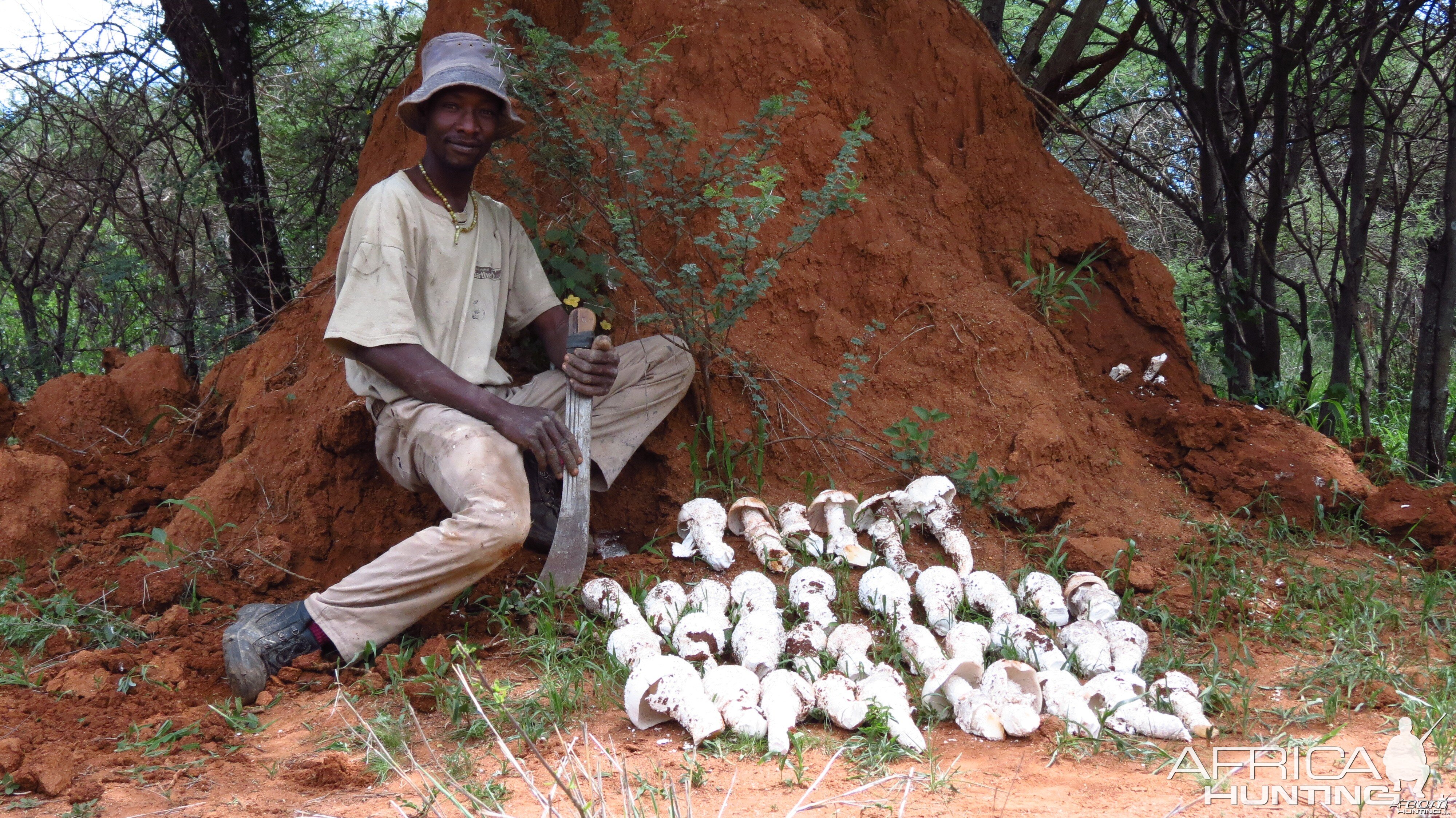 Omajowa termite hill mushrooms Namibia