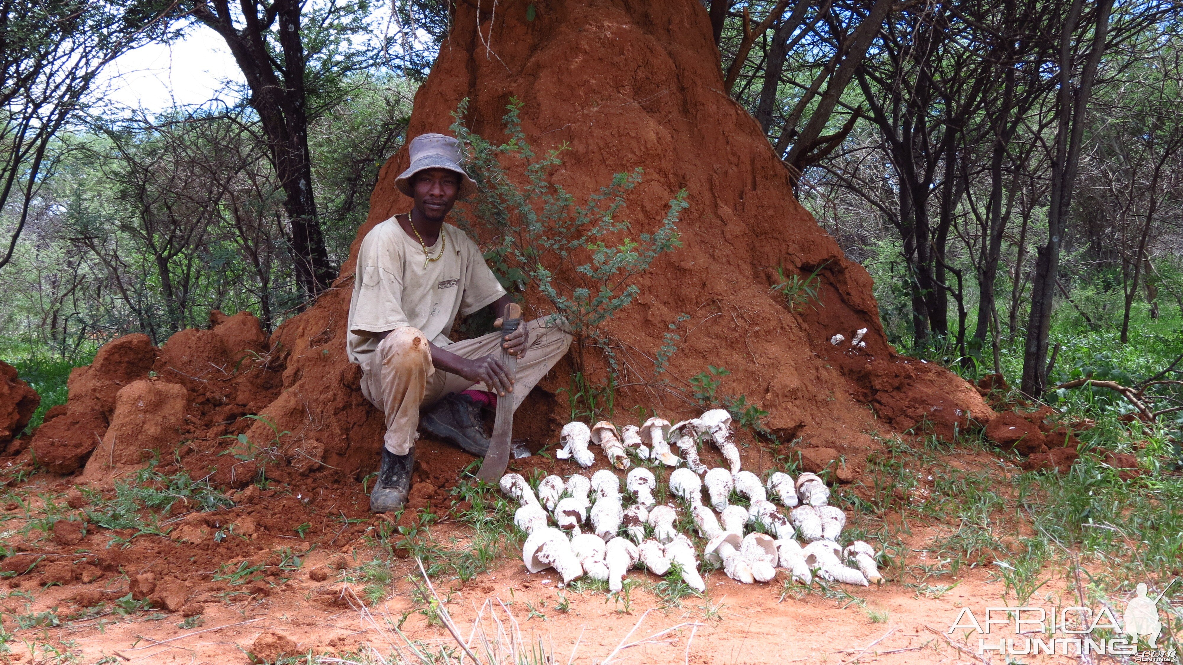 Omajowa termite hill mushrooms Namibia