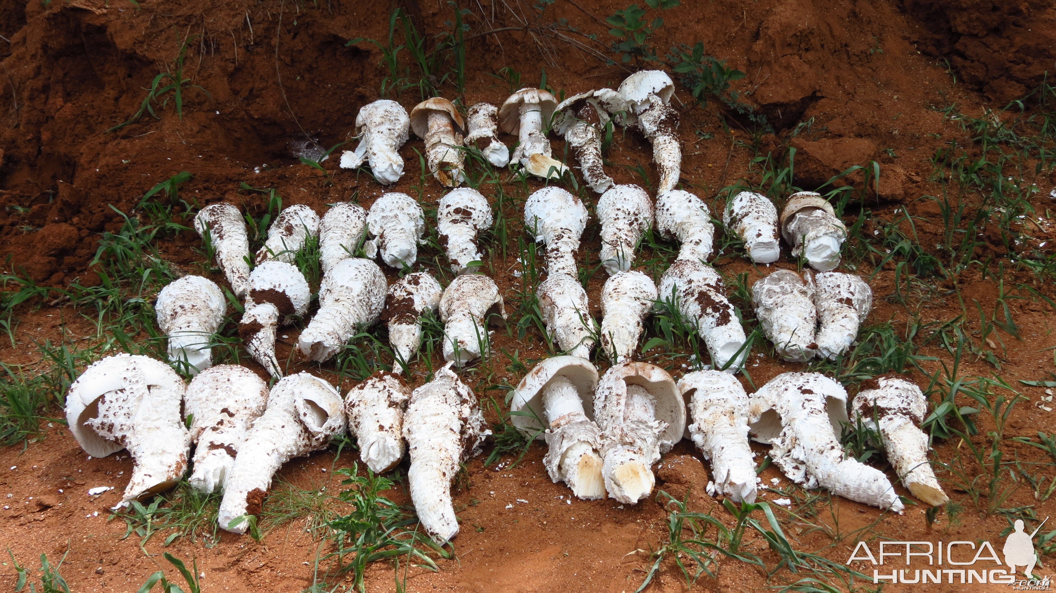 Omajowa termite hill mushrooms Namibia